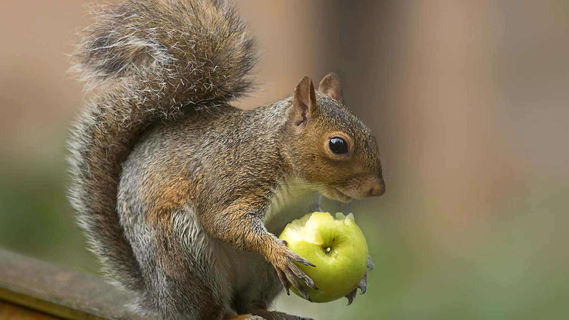 Fur Tail Squirrel Is Eating Green Fruit Standing In Blur Wallpaper HD Squirrel