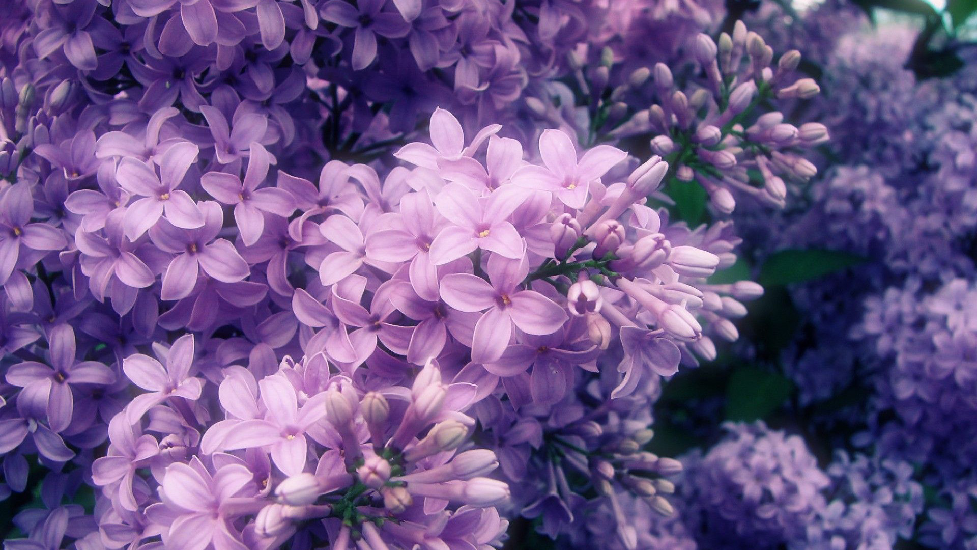 Purple Flowers Tree Branches Buds HD Purple