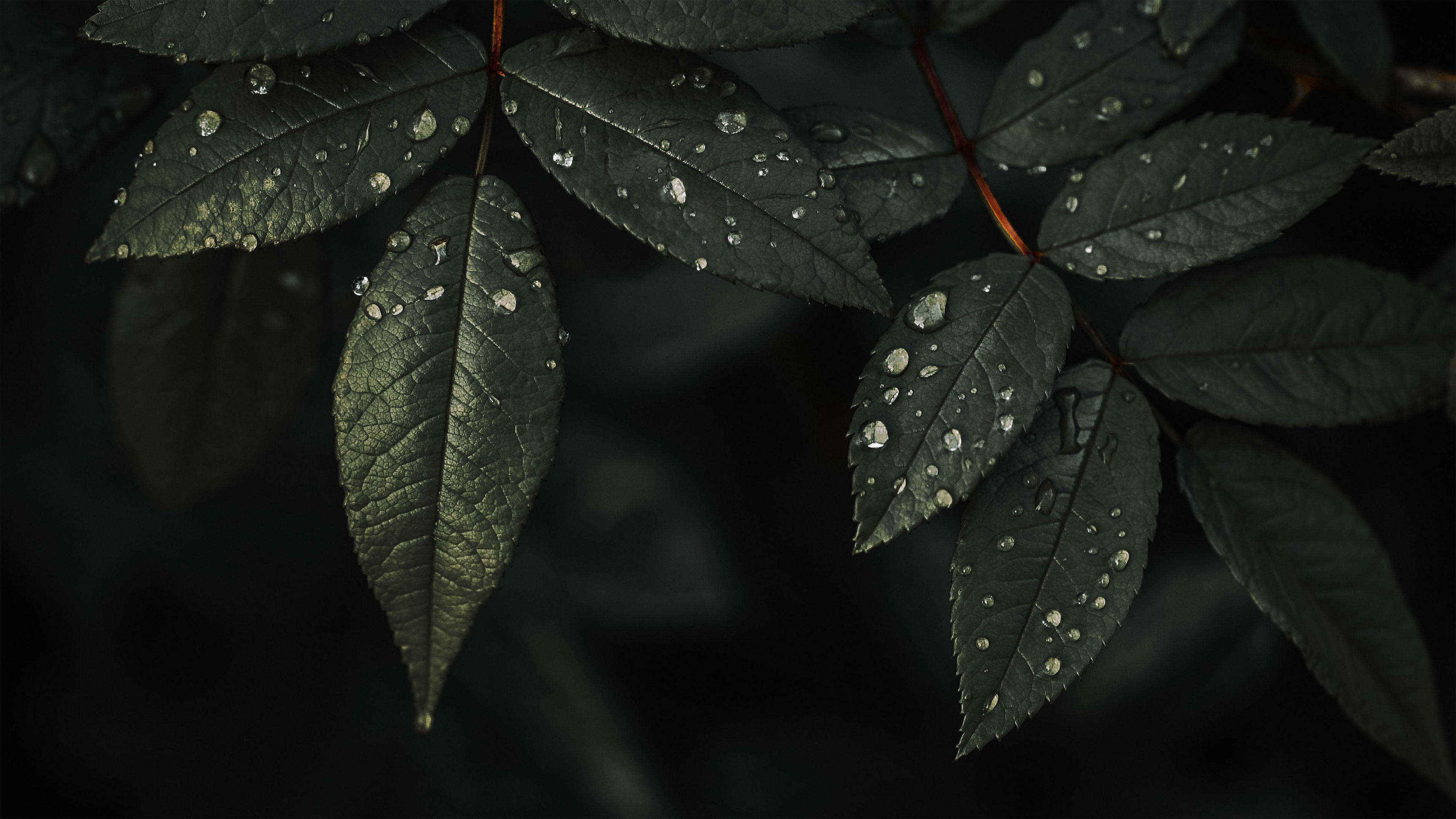 Plant Leaves Water Drops Dark Wallpaper K HD Nature