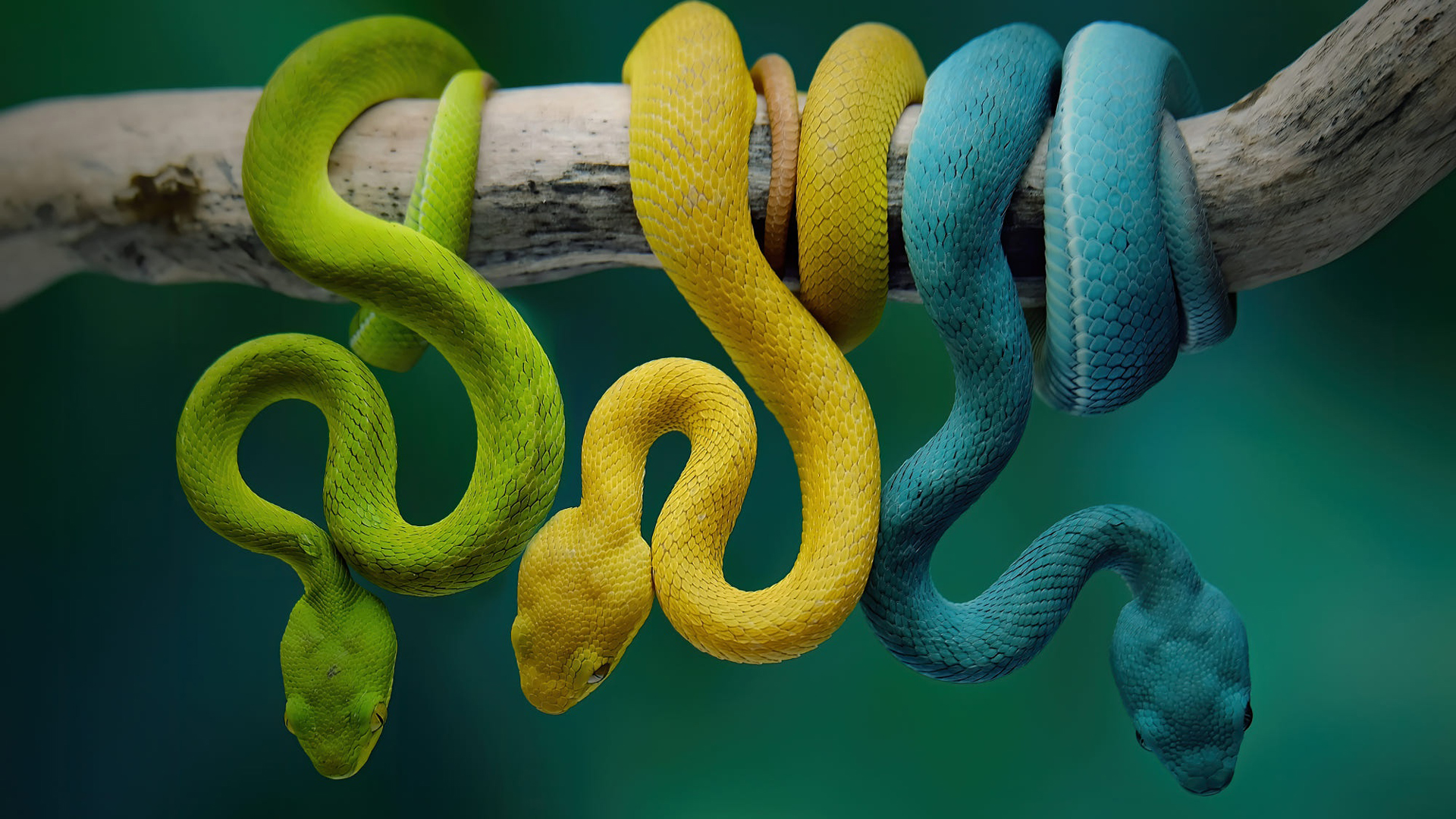 Green Yellow Blue Snakes On Tree Branch In Blur Teal Blue Wallpaper HD Snake