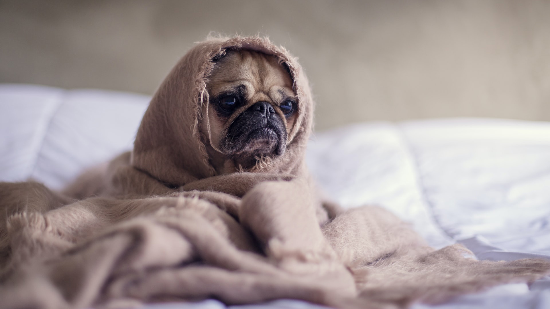 Brown Pug Puppy Covered With Blanket On Bedspread In A Blur Wallpaper HD Animals