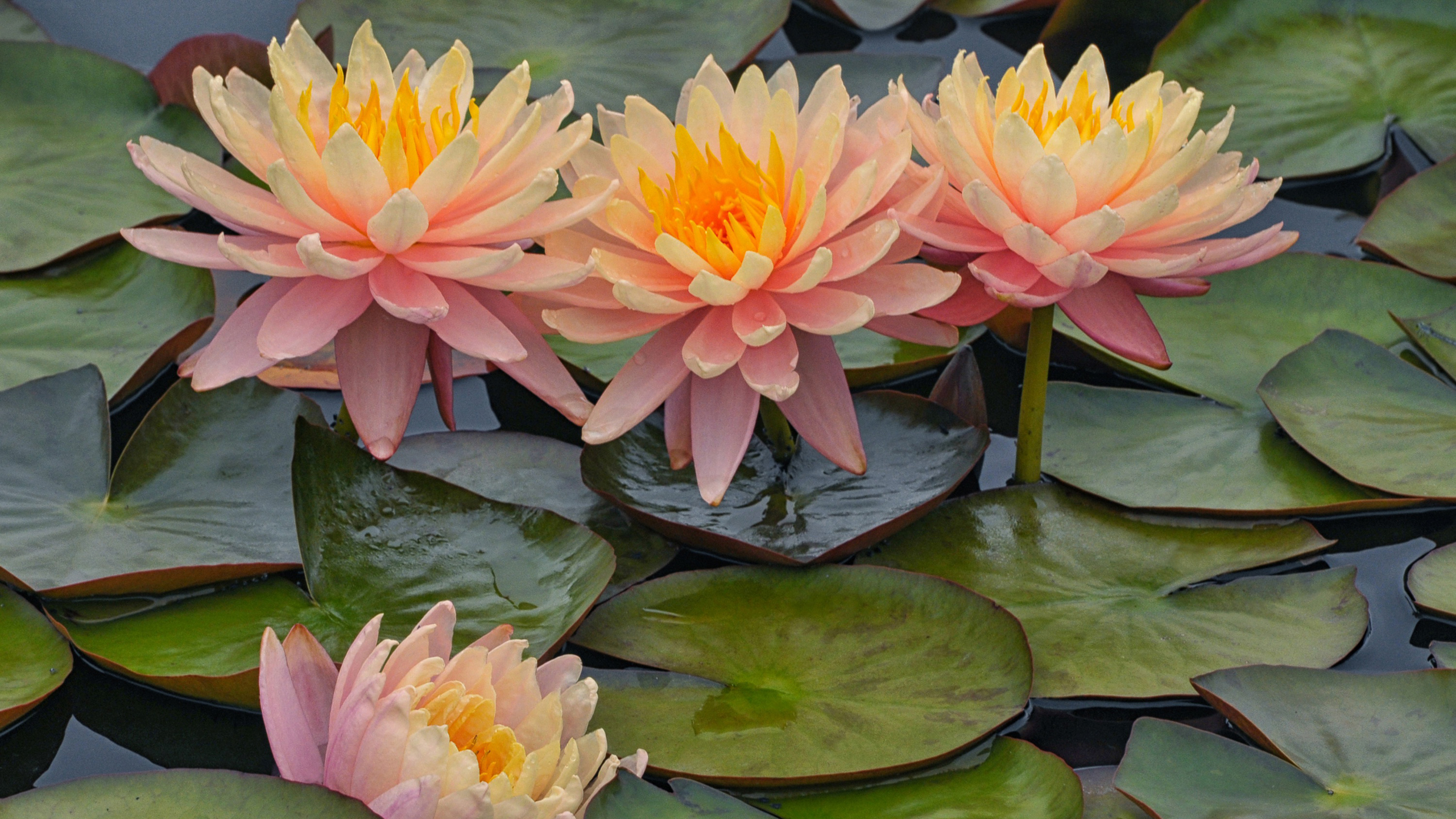 Water Lily On Body Of Water HD