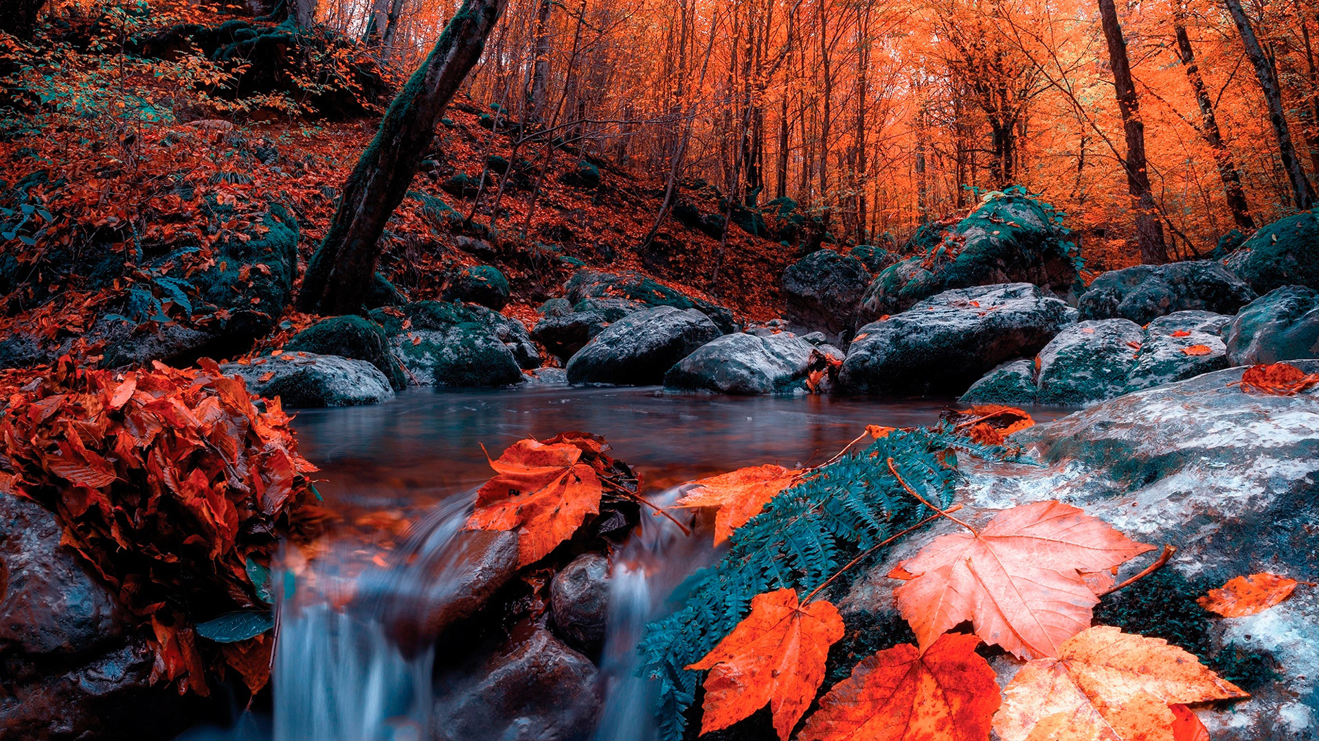 Beautiful Scenery Red Autumn Leaves Trees Water Stream Rocks Stones HD Autumn