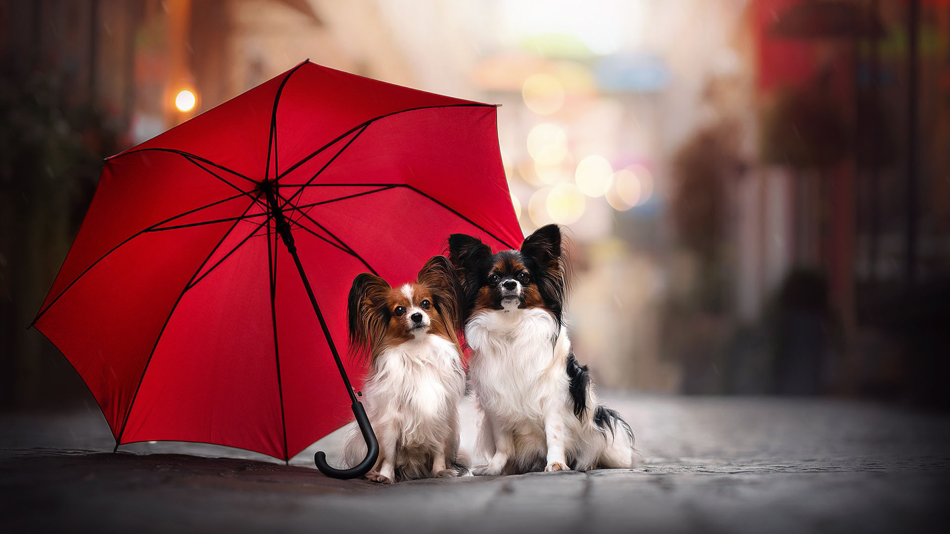 Two White Black Brown Papillon Dogs Are Sitting Under Red Umbrella In Bokeh Wallpaper HD Puppy