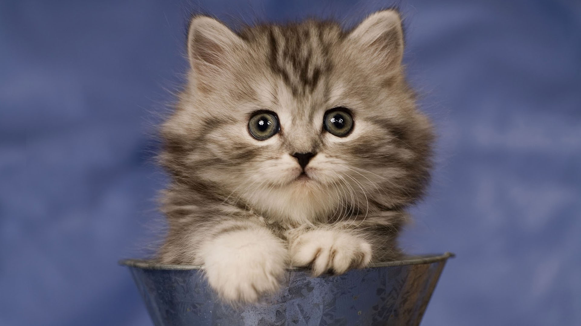 Cute Black White Cat Kitten Inside Cup In Blur Blue Wallpaper HD Cute Cat