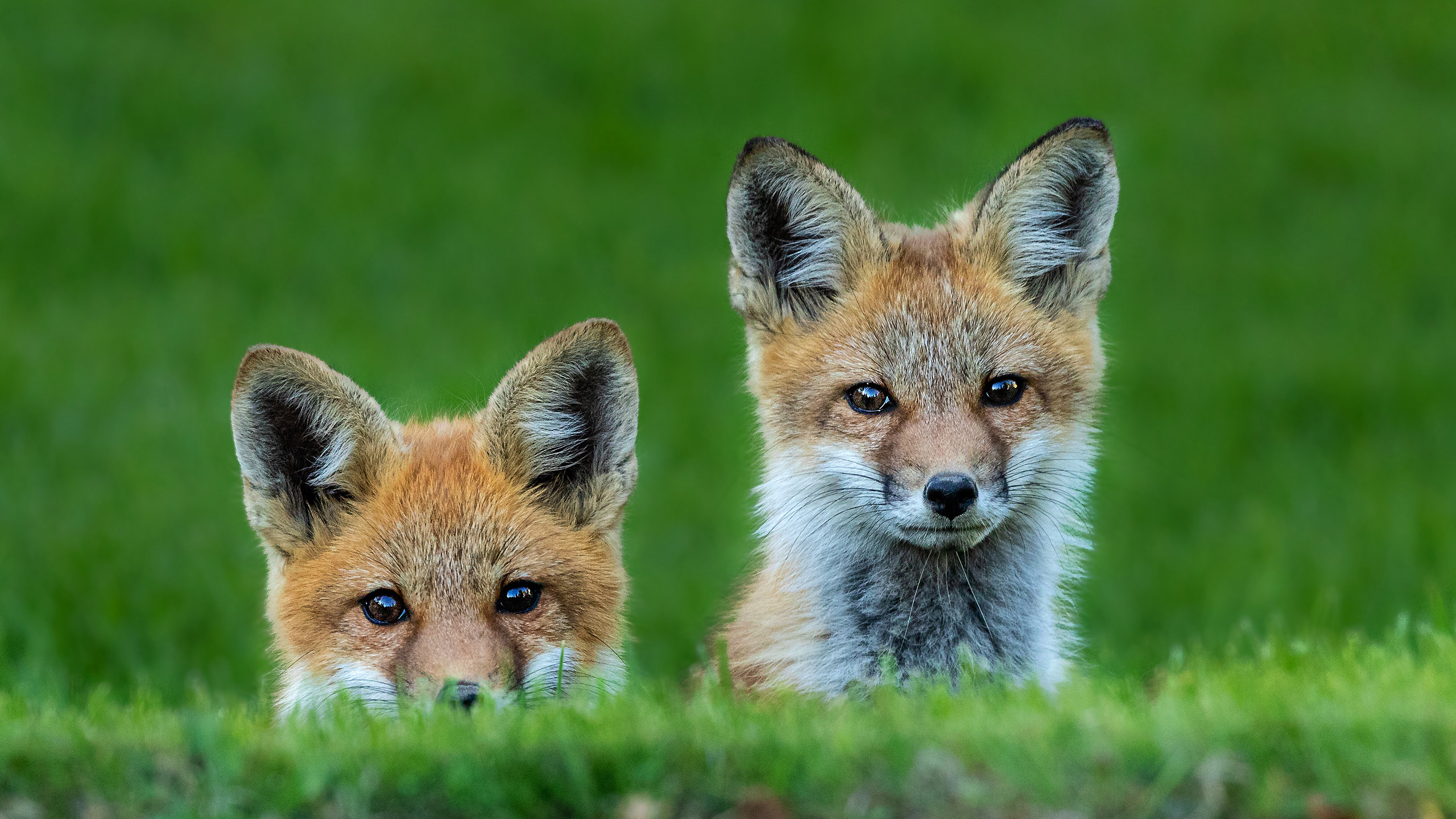 Animal Cute Fox HD