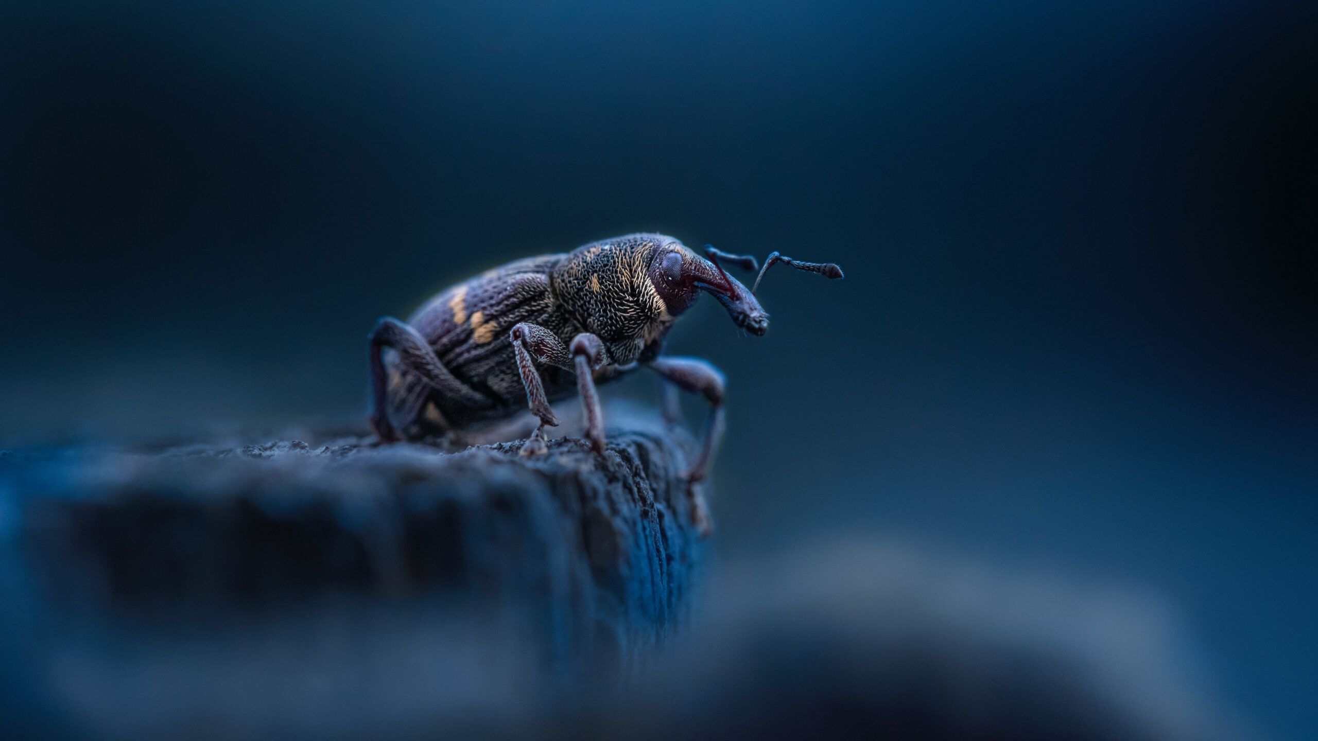 Beetle Weevil Sting In Dark Wallpaper K K HD Beetle