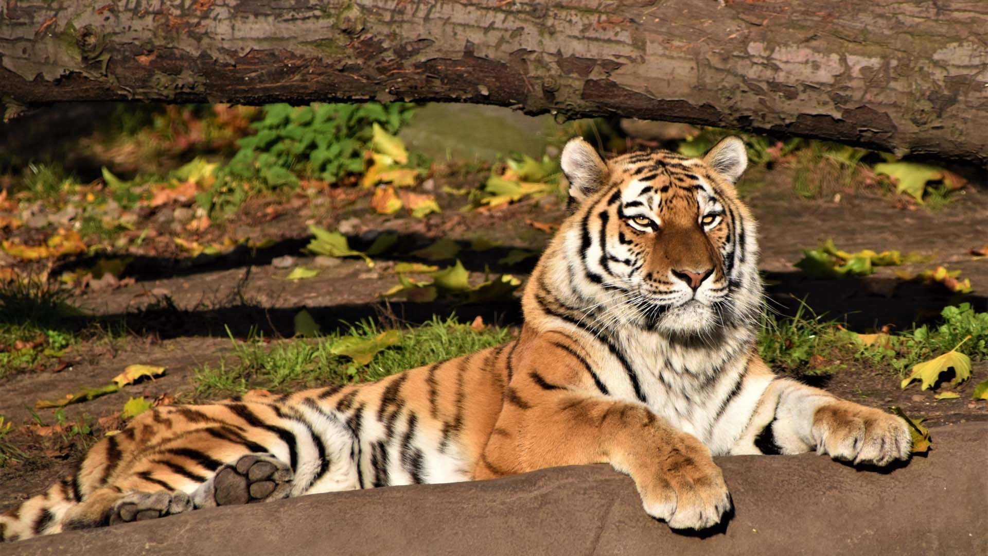 Tiger Is Lying Down On Stone In Tree Trunk Wallpaper HD Tiger