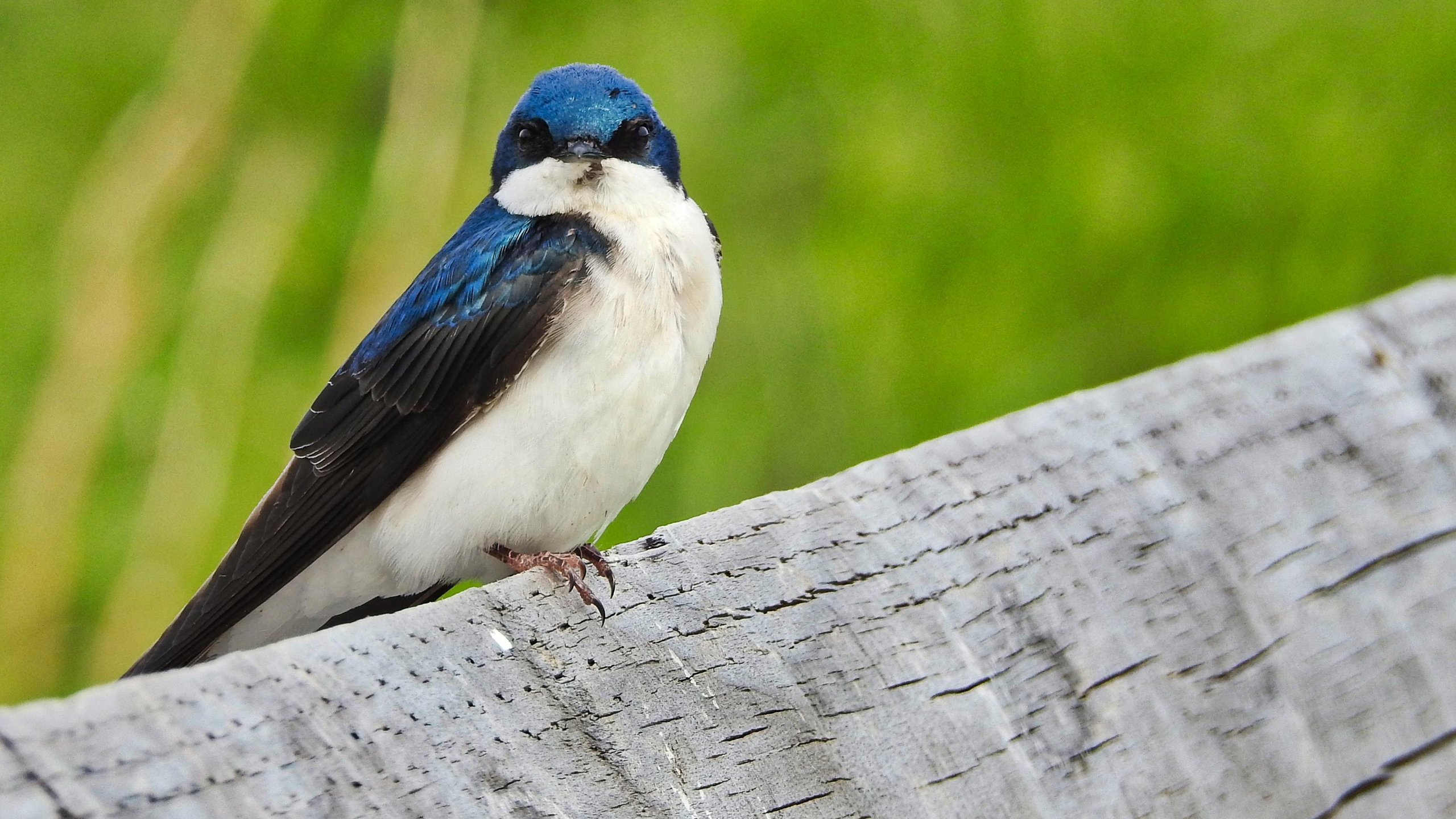 Blue White Bird Is Sitting On Wood Bench In Blur Green Wallpaper HD Birds