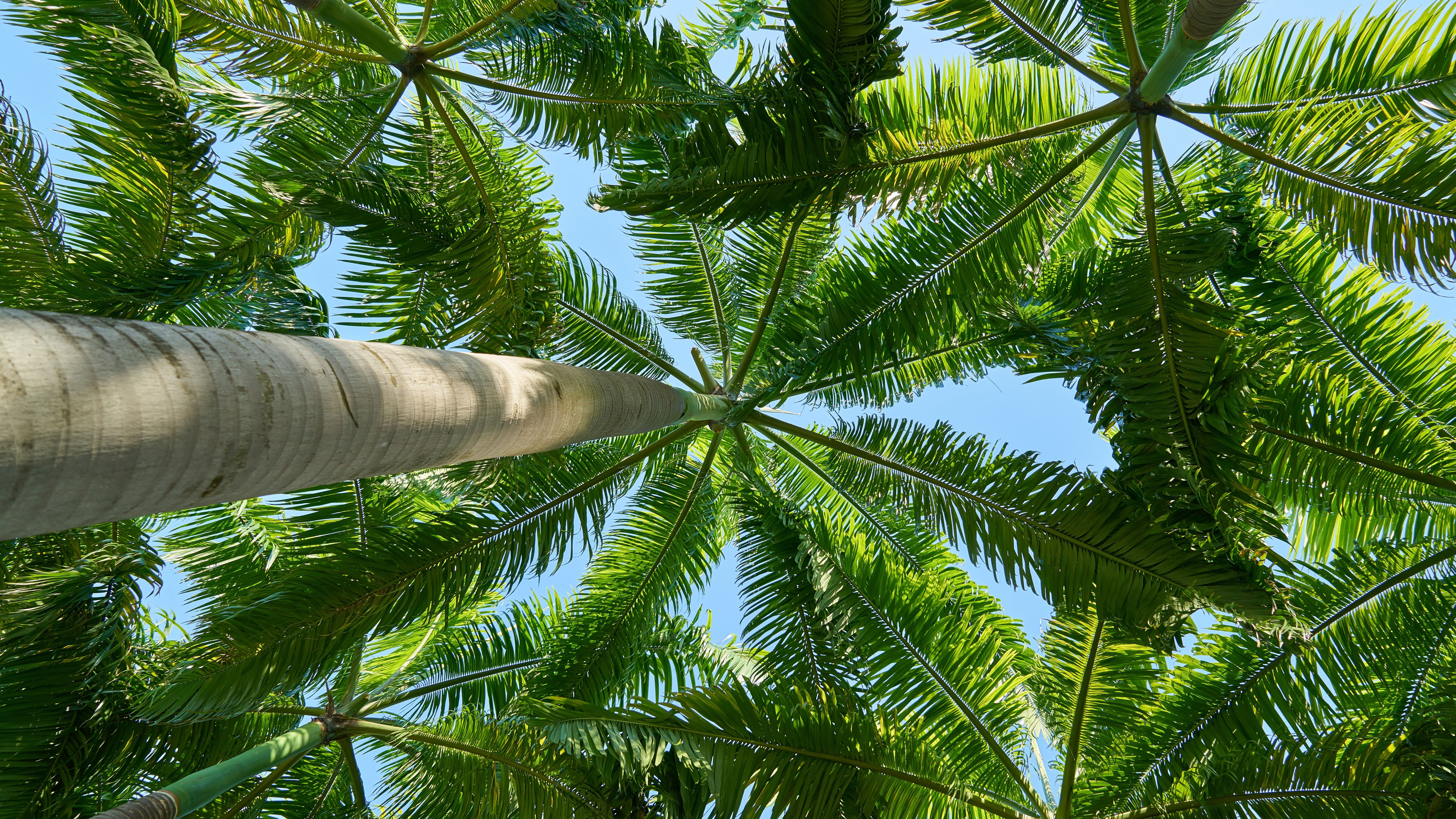 Worm’s Wye View Of Palm Tree K K HD Palm Tree