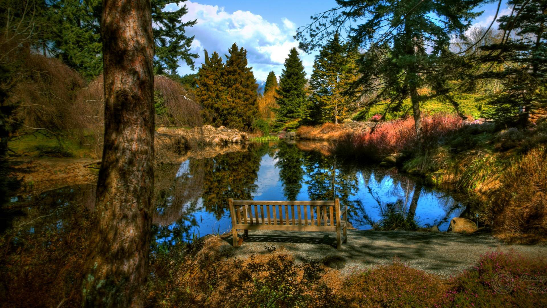 Wood Bench On Sand Lake Surrounded By Green Trees Plants Bushes Reflection On Water HD Scenery