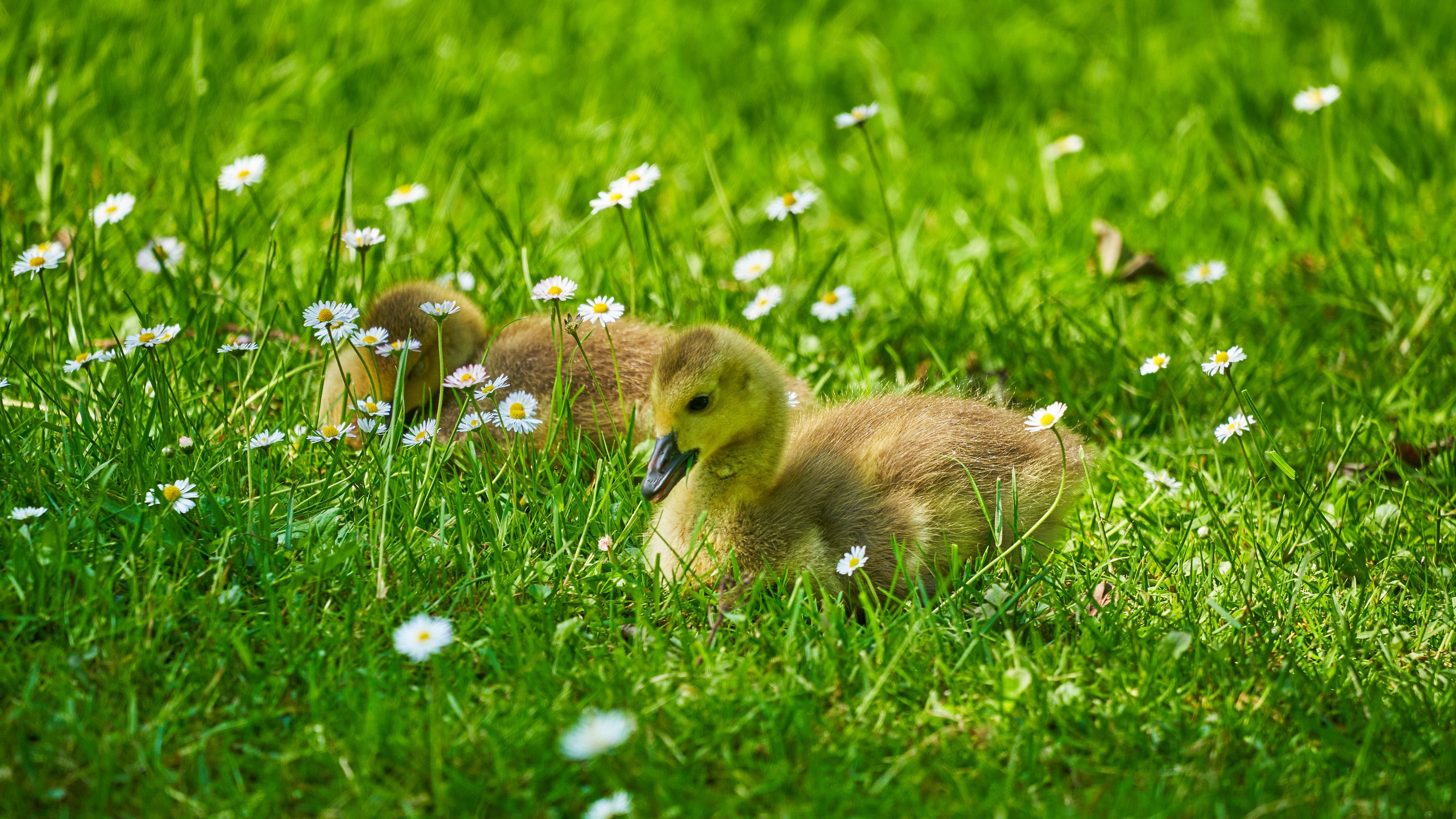 Ducklings Are Sitting On Green Grass White Flowers K HD Birds