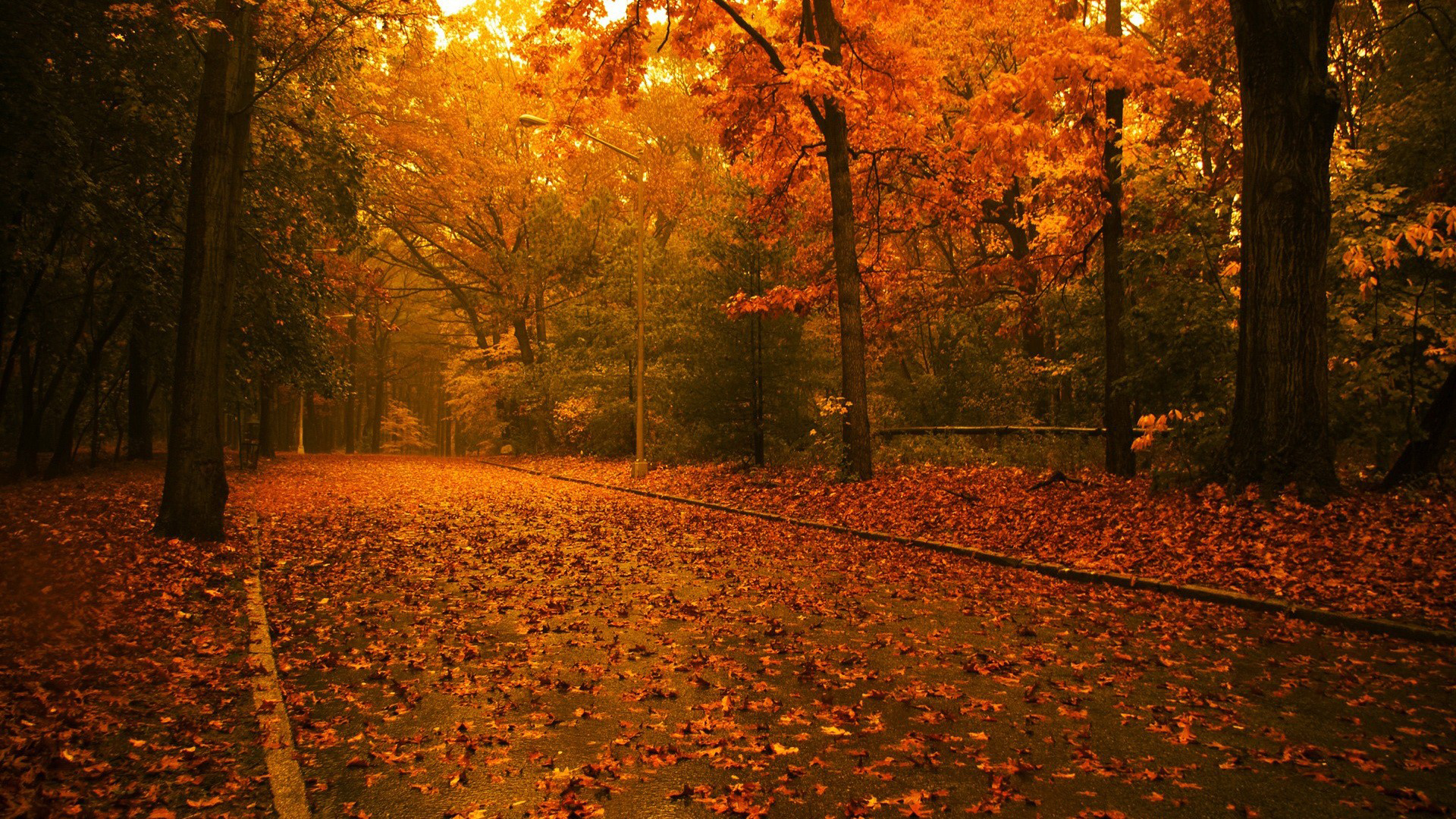 Road With Leaves Between Autumn Trees HD Nature