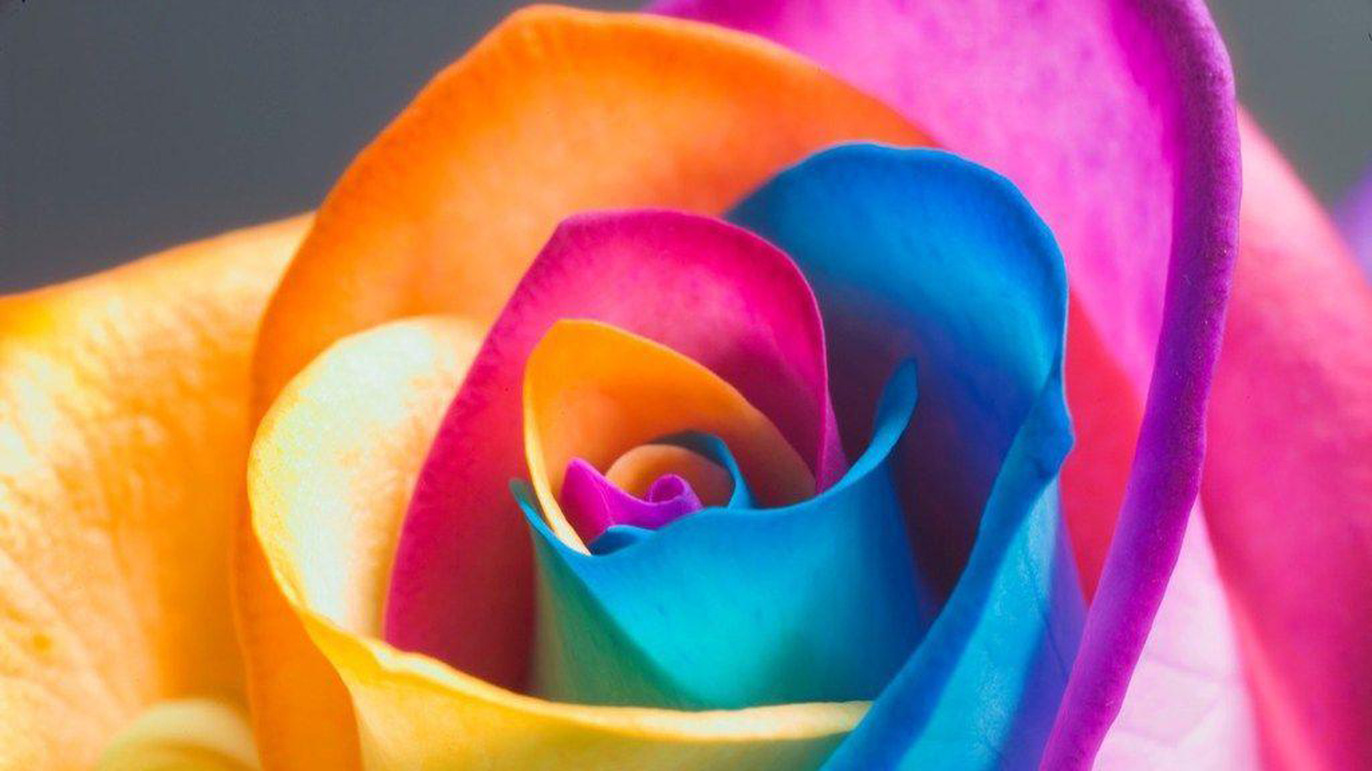 Rainbow Color Flower HD Abstract