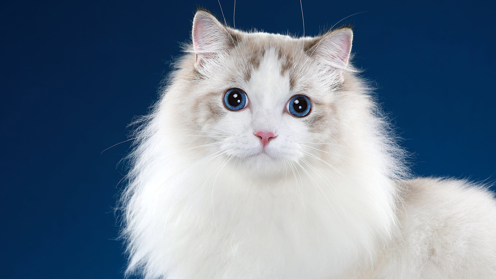 Cute White Cat Hving Blue And Black Eyes HD Animals