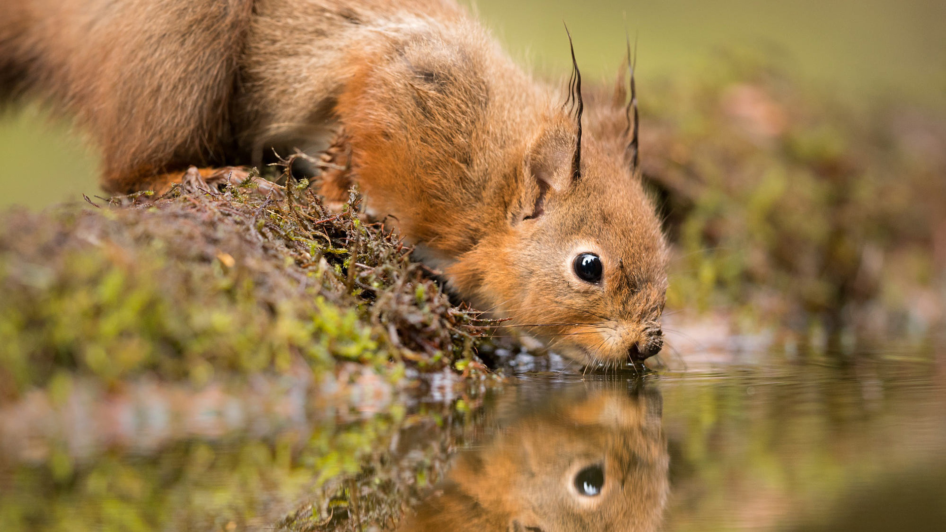 Squirrel Is Drinking Water Reflection On River HD Squirrel