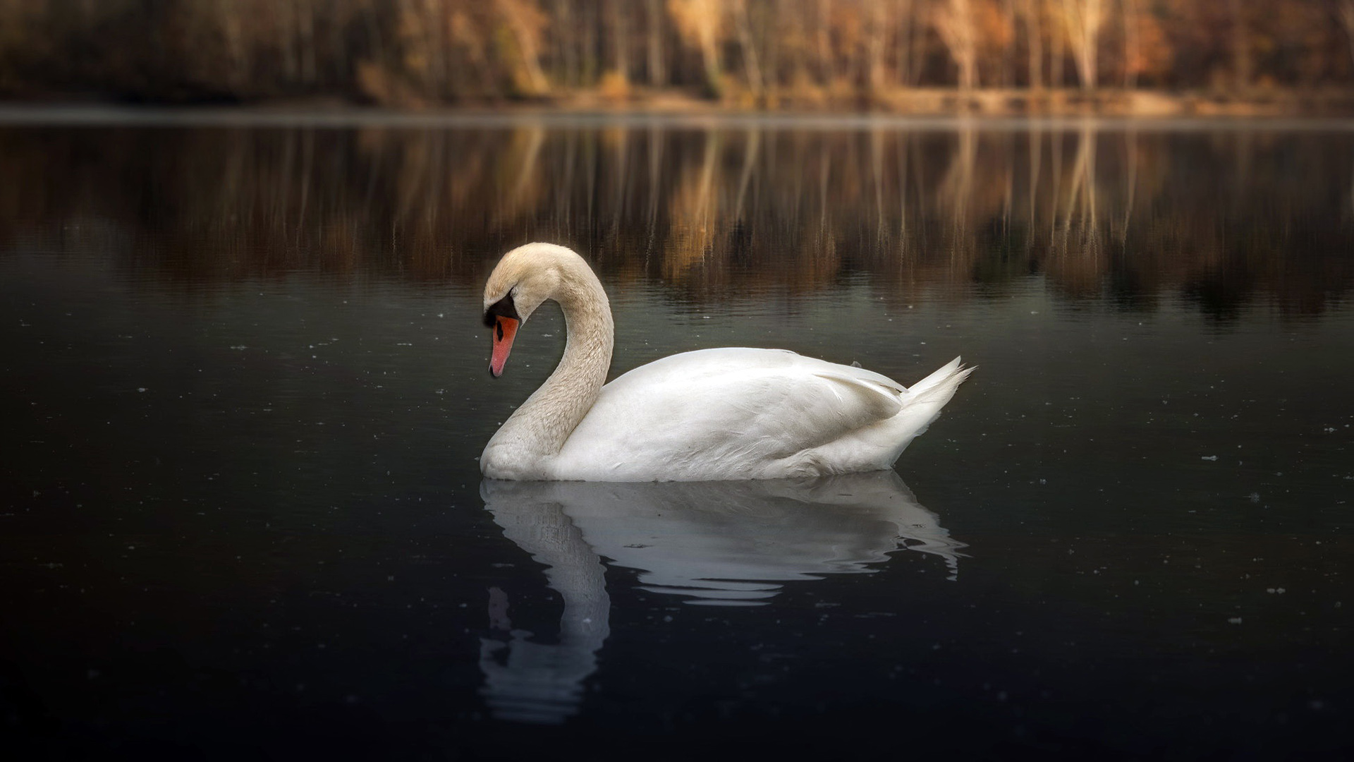 Mute swan HD