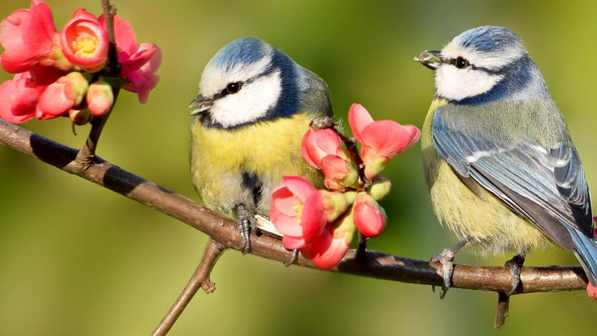 British Garden Birds With Gray And Yellow Birds HD Birds