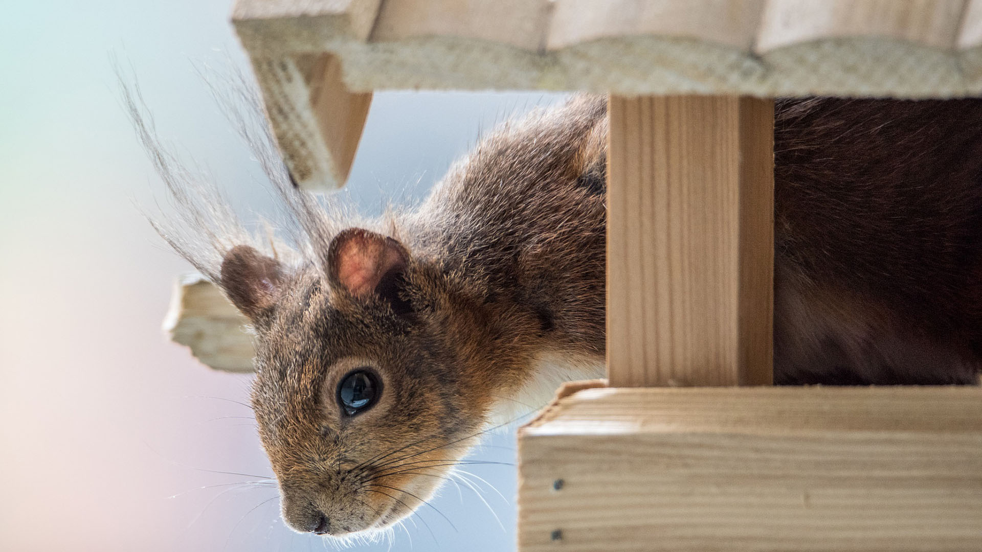 Brown Squirrel Is Looking Down From Wooden House HD Squirrel