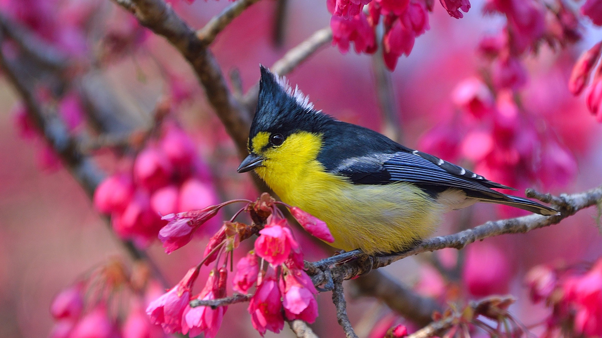 Yellow Black Taiwan Tit Bird Is Sitting On Flower Branch HD Birds