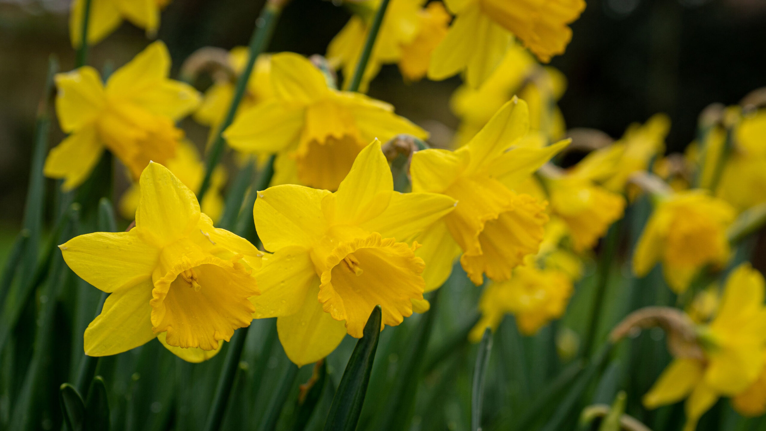 Beautiful Closeup View Of Yellow Daffodils Plant K HD