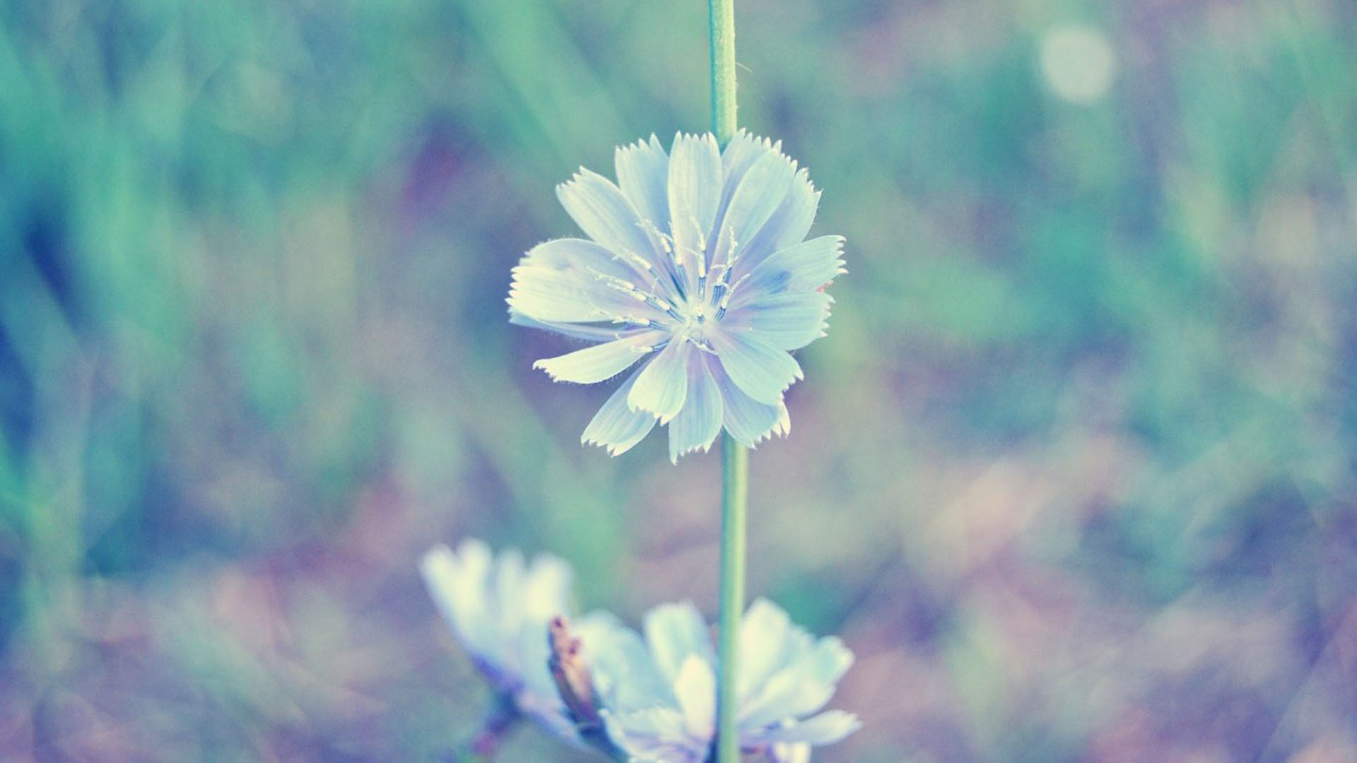 Light Blue Flower Blur Wallpaper HD Light Blue