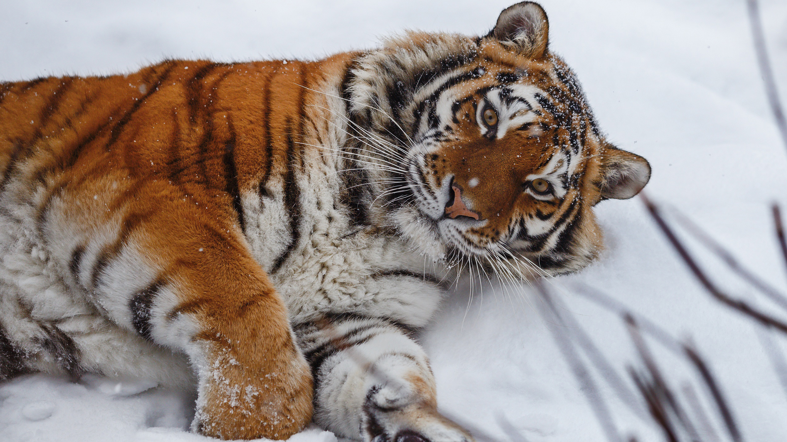 Tiger Is Lying Down On Snow HD Tiger