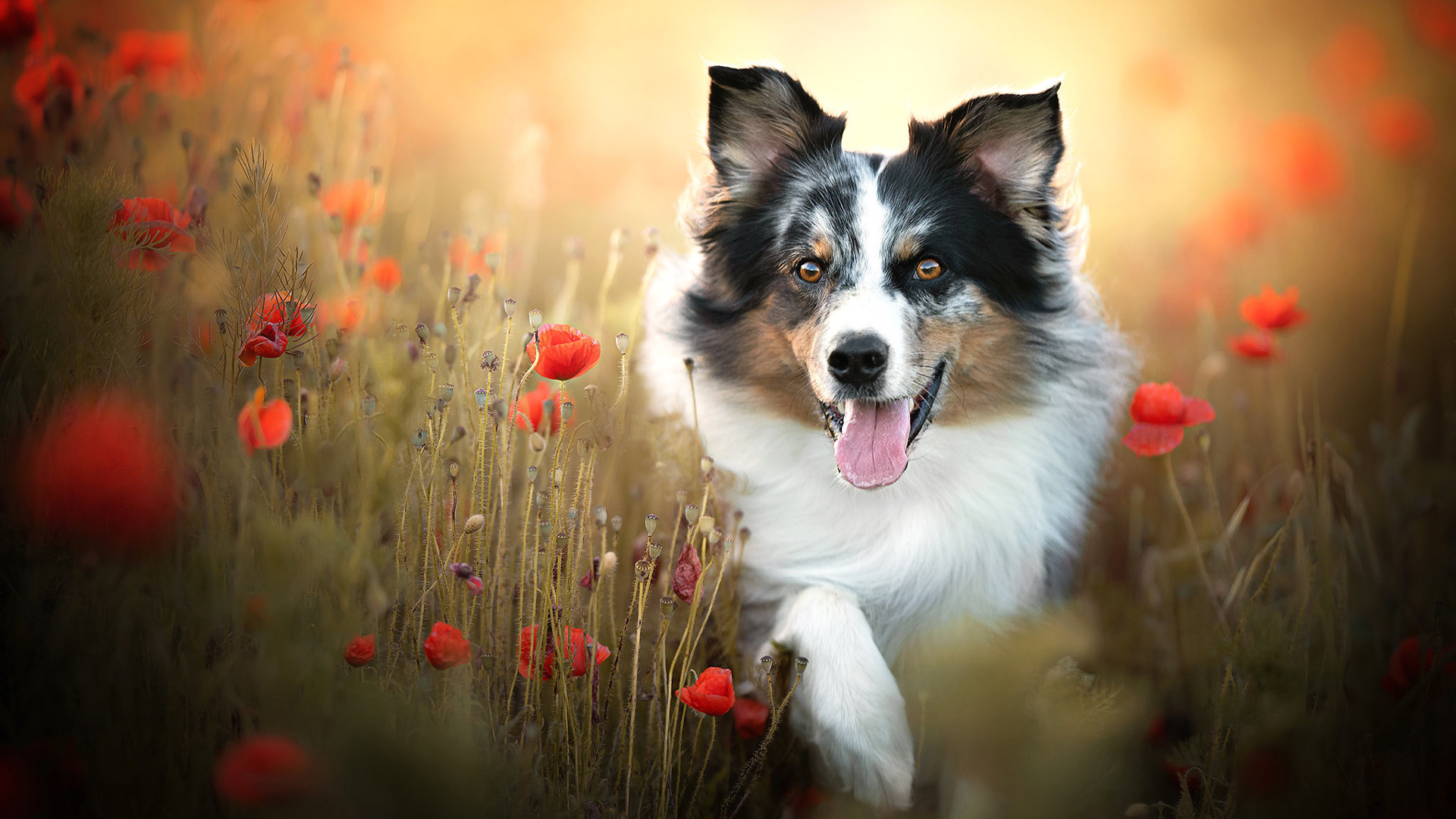 Black White Border Collie In Red Common Poppy Flowers Field HD Dog