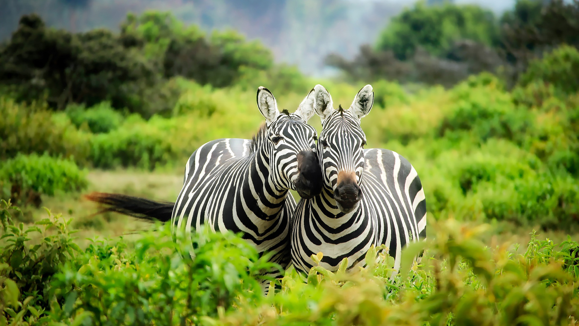 Africa Animal Wildlife Zebra HD African