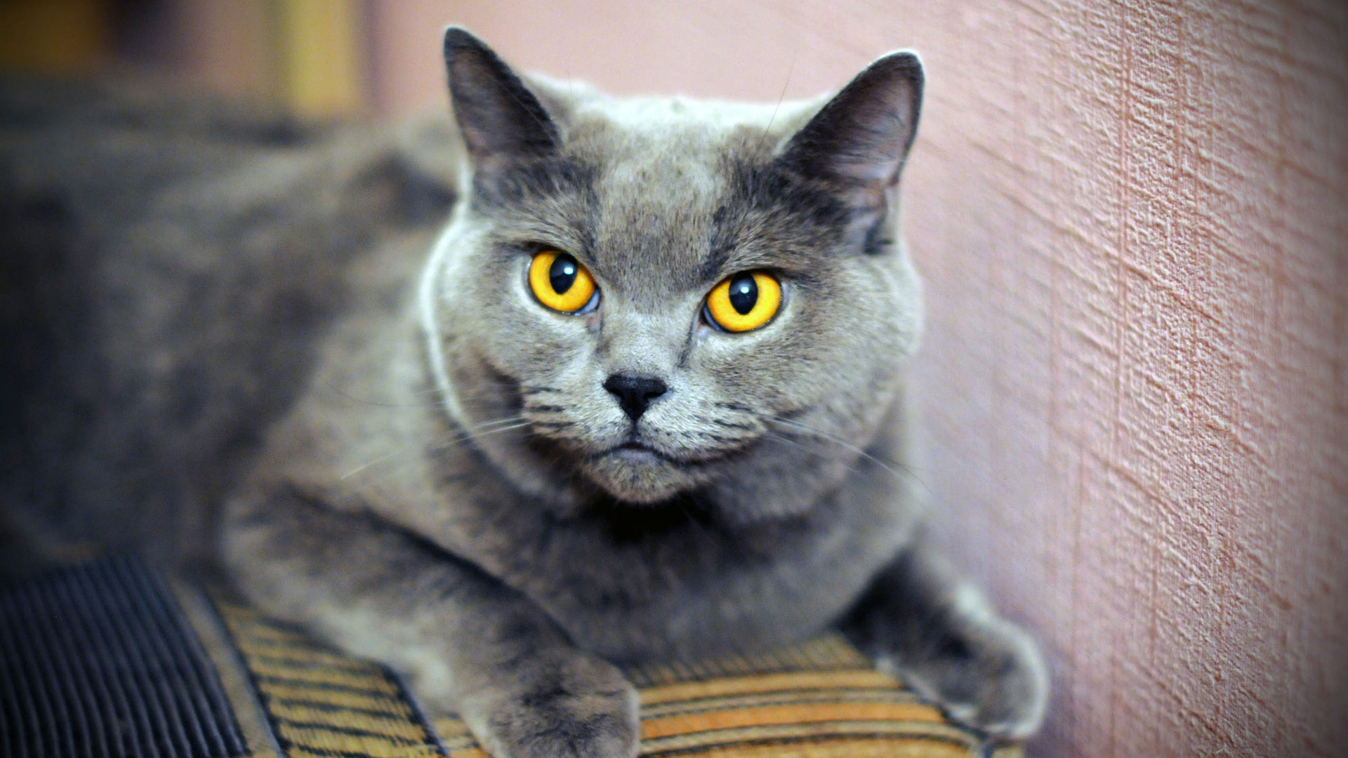 Grey Fur Cat With Yellow Black Eyes Is Lying Down On Cloth Near Wall HD Cat
