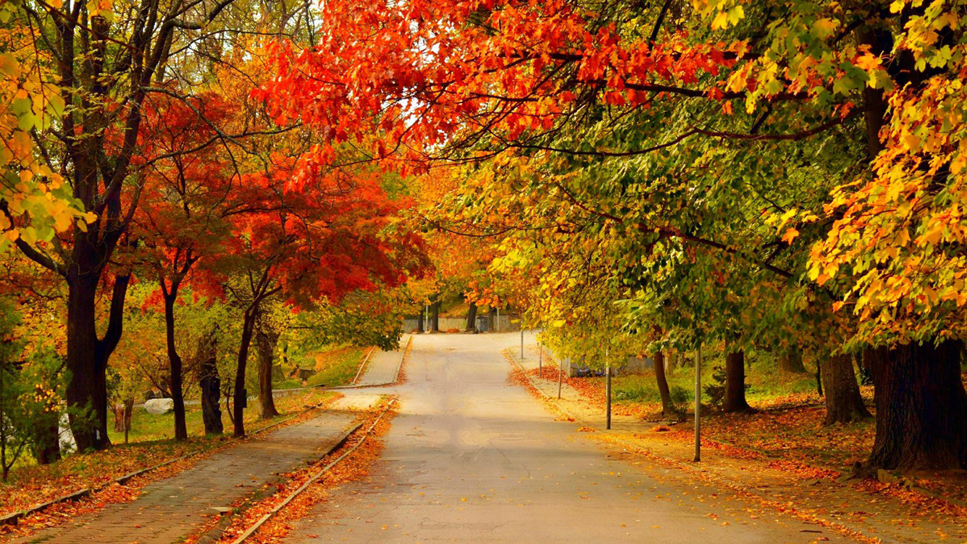 Road Between Green Red Yellow Autumn Fall Trees HD Fall