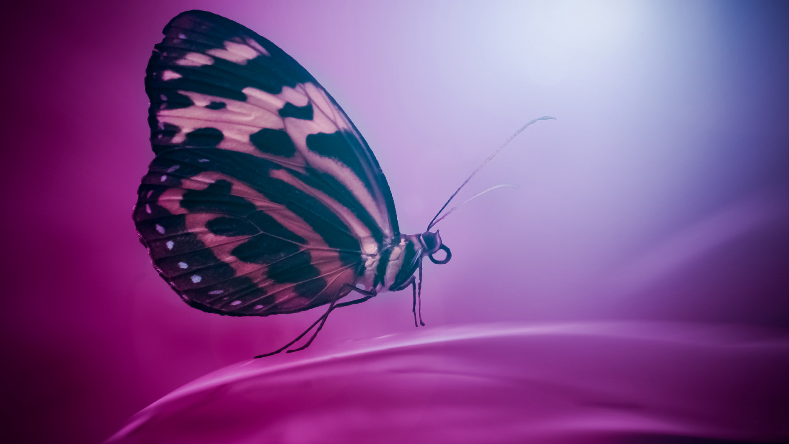 Pink Black Designed Butterfly In Dark Purple Wallpaper HD Butterfly