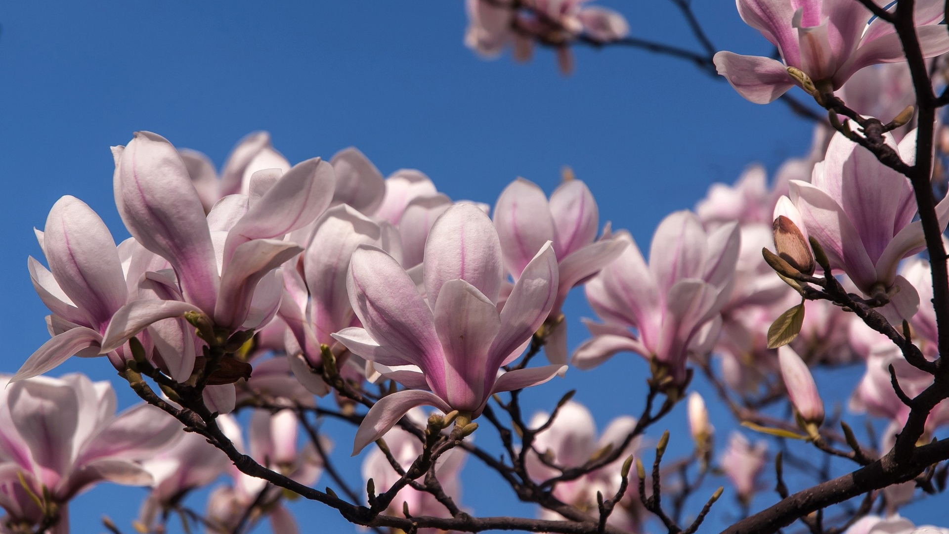 White Pink Magnolia Blossom Under Blue Sky HD Magnolia