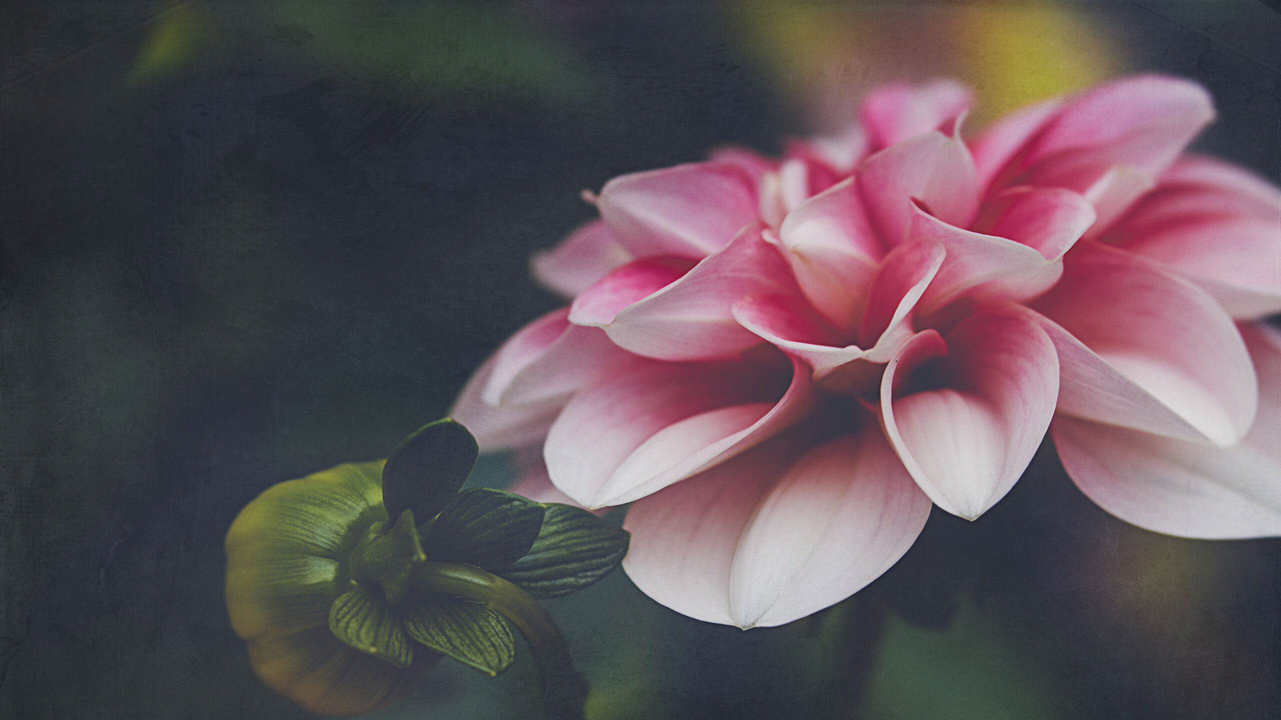 Pink Dahlia Flower Petals In Blur Wallpaper K HD