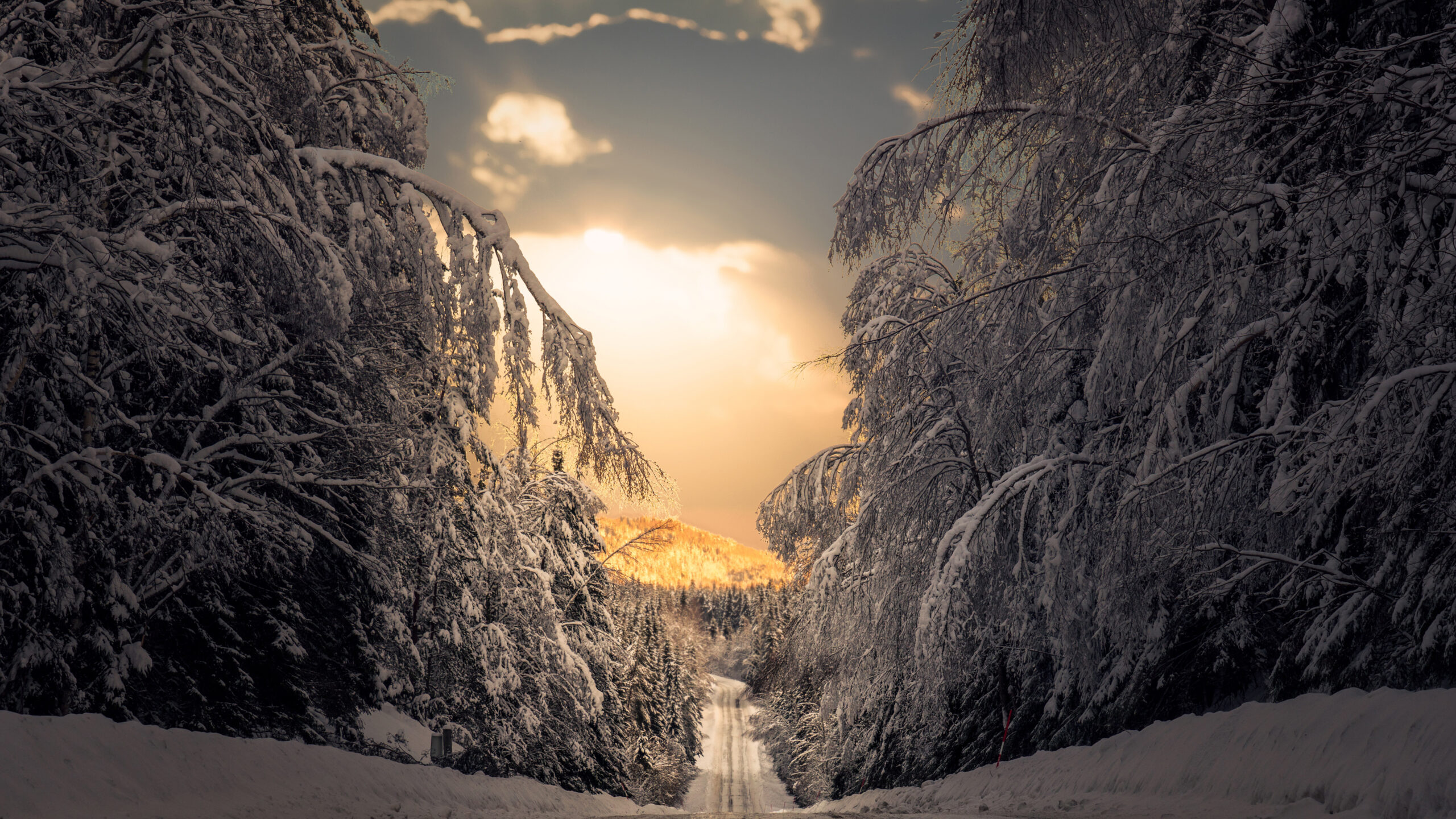 Road Path Between Snow Covered Frozen Trees Forest Winter Scenery K K HD Winter