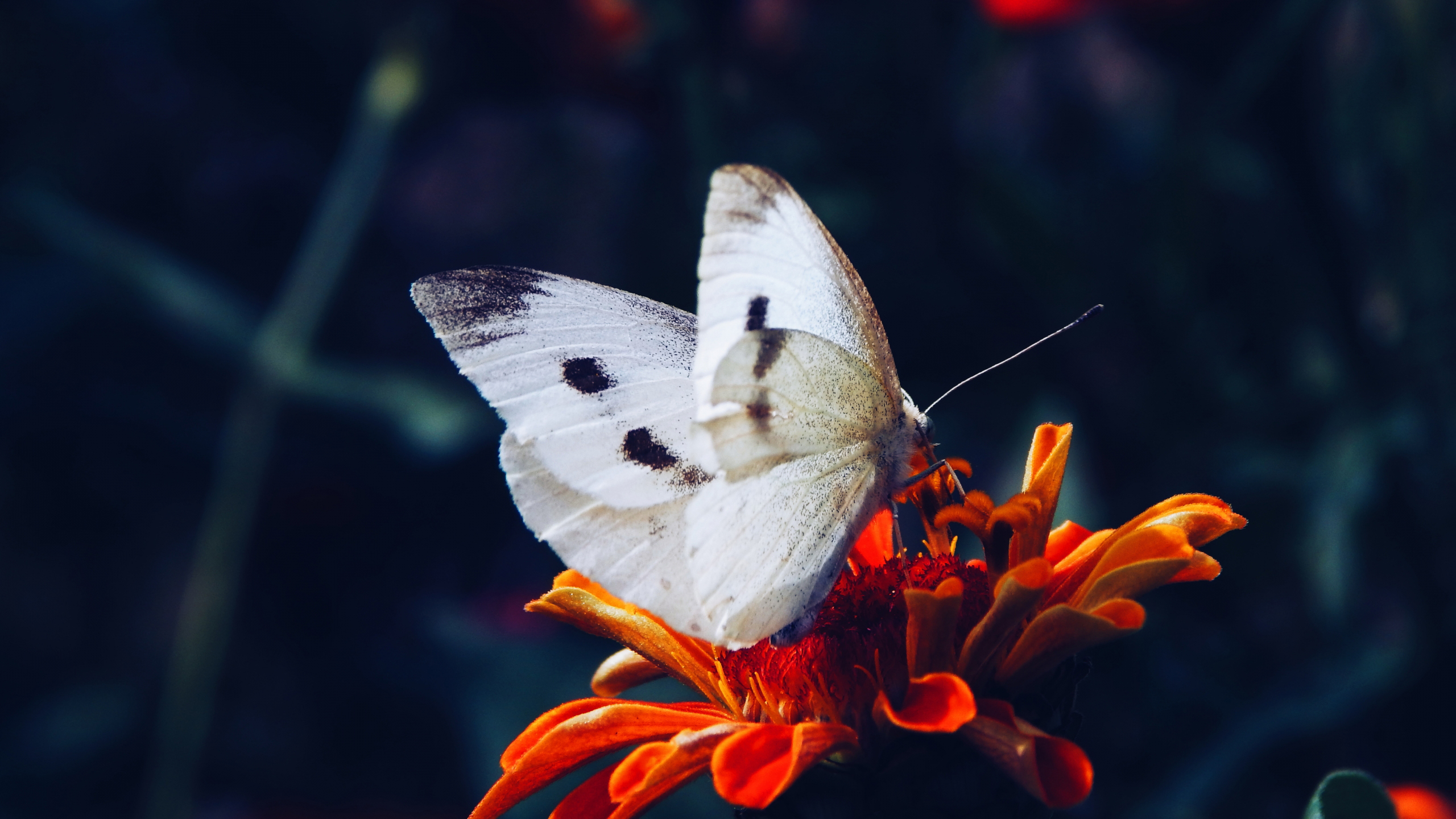 White Black Butterfly On Red Flower In Blur Wallpaper HD Butterfly