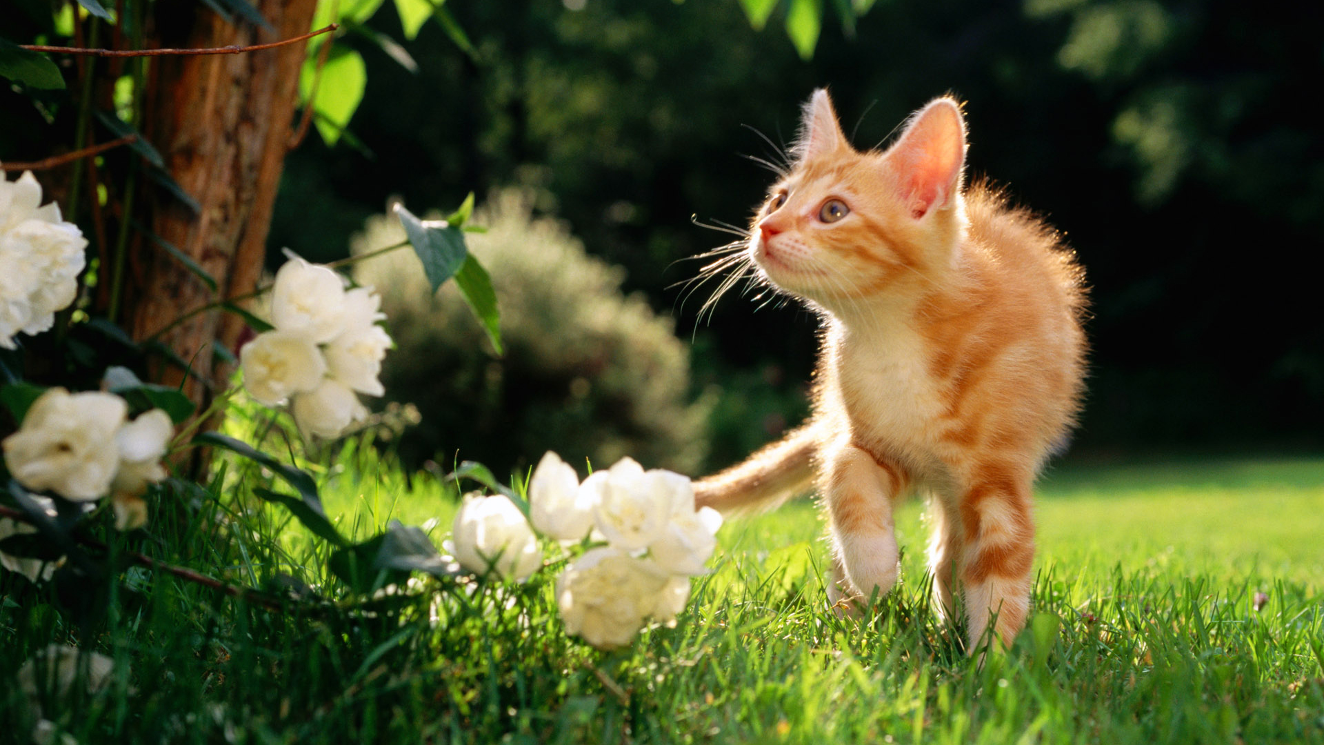 Cute Kitten Is Walking On Grass Field HD Kitten