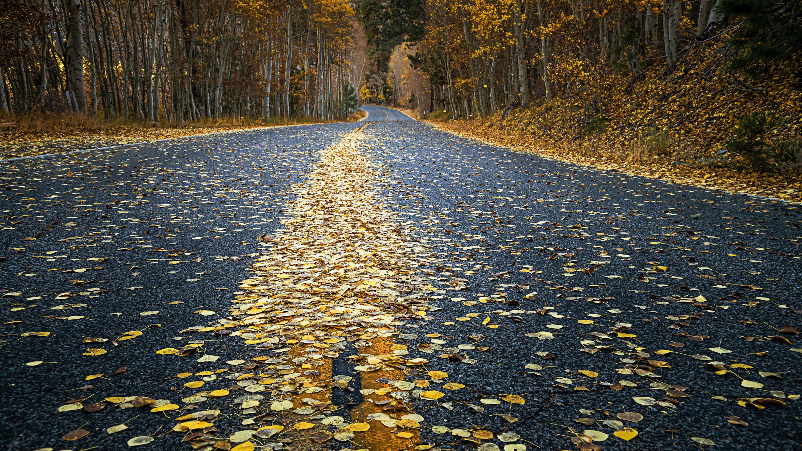 Yellow Dry Leaves On Road Between Trees HD Nature