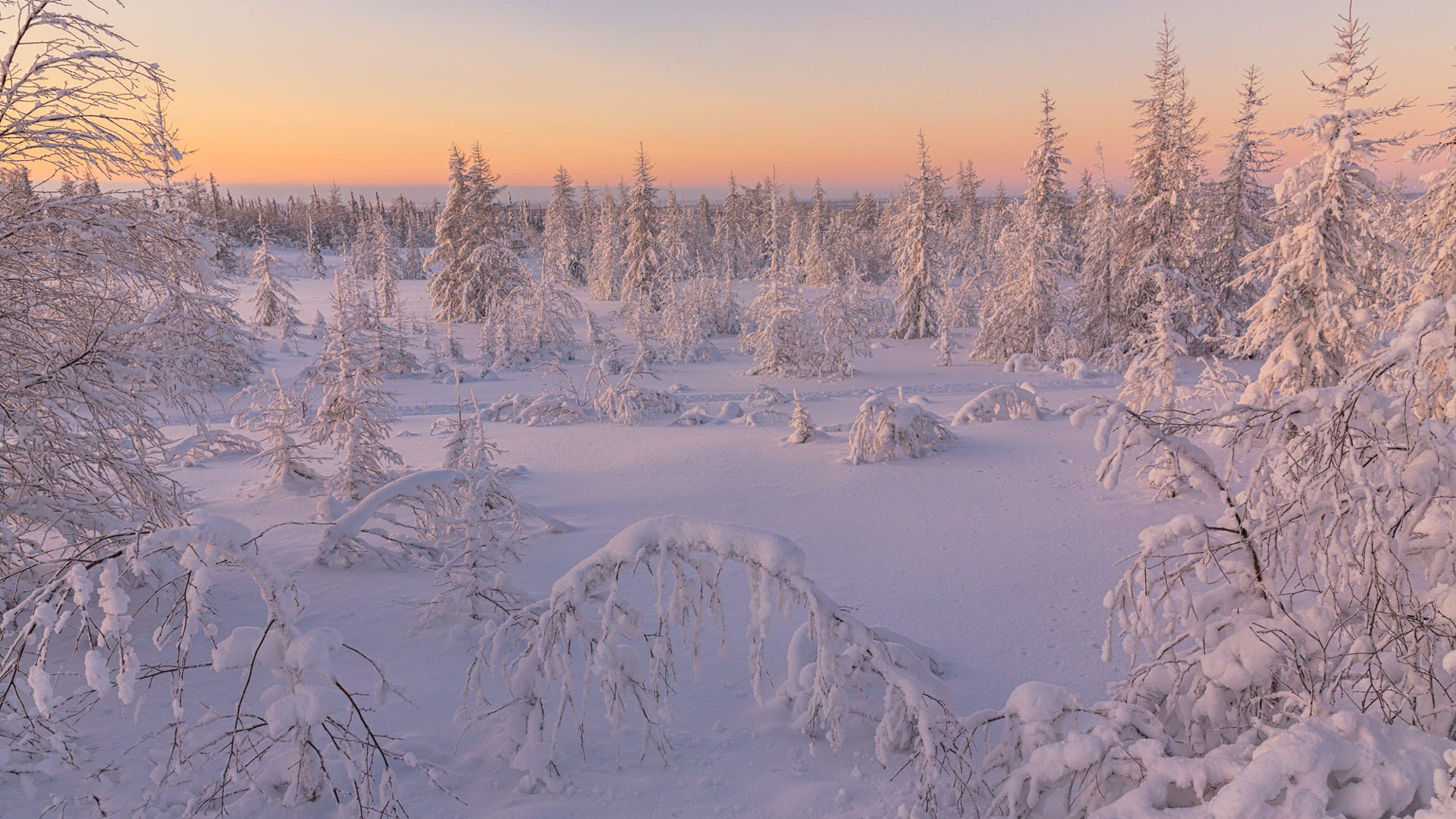 Snow Covered Pine Trees In Snow Field During Sunrise HD Nature