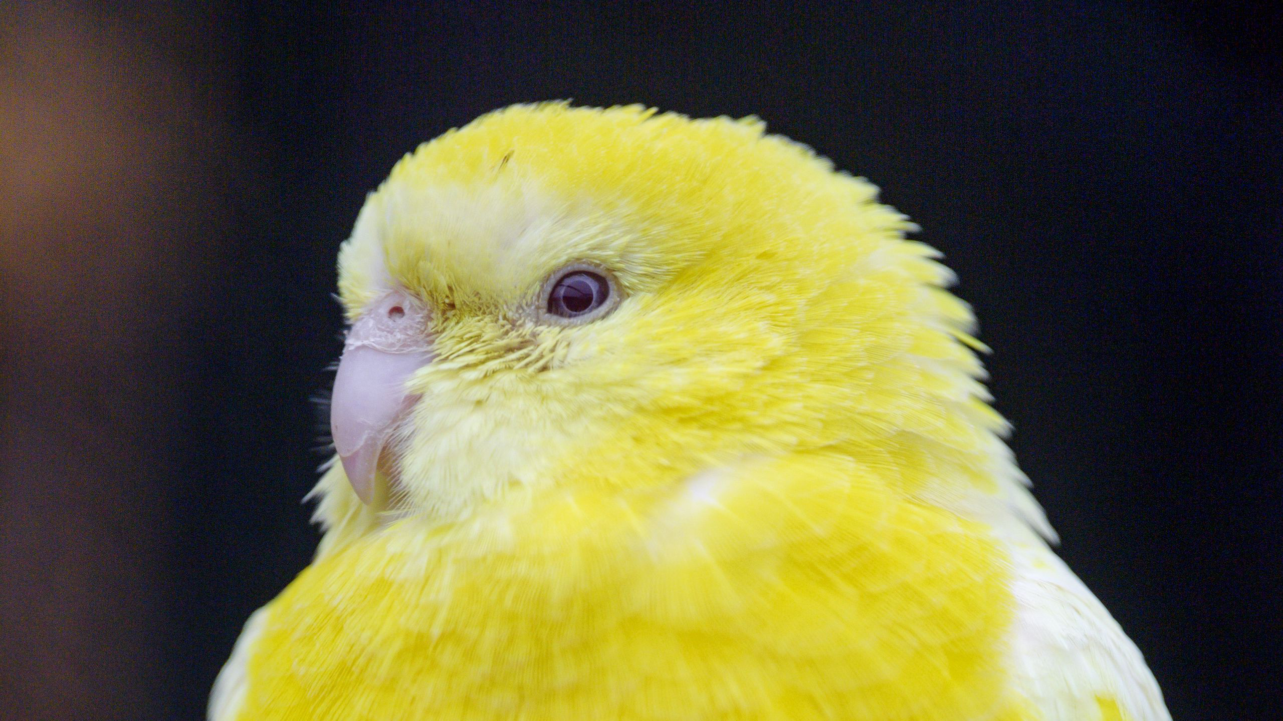 Beautiful Yellow White Parrot Bird In Black Wallpaper HD Birds