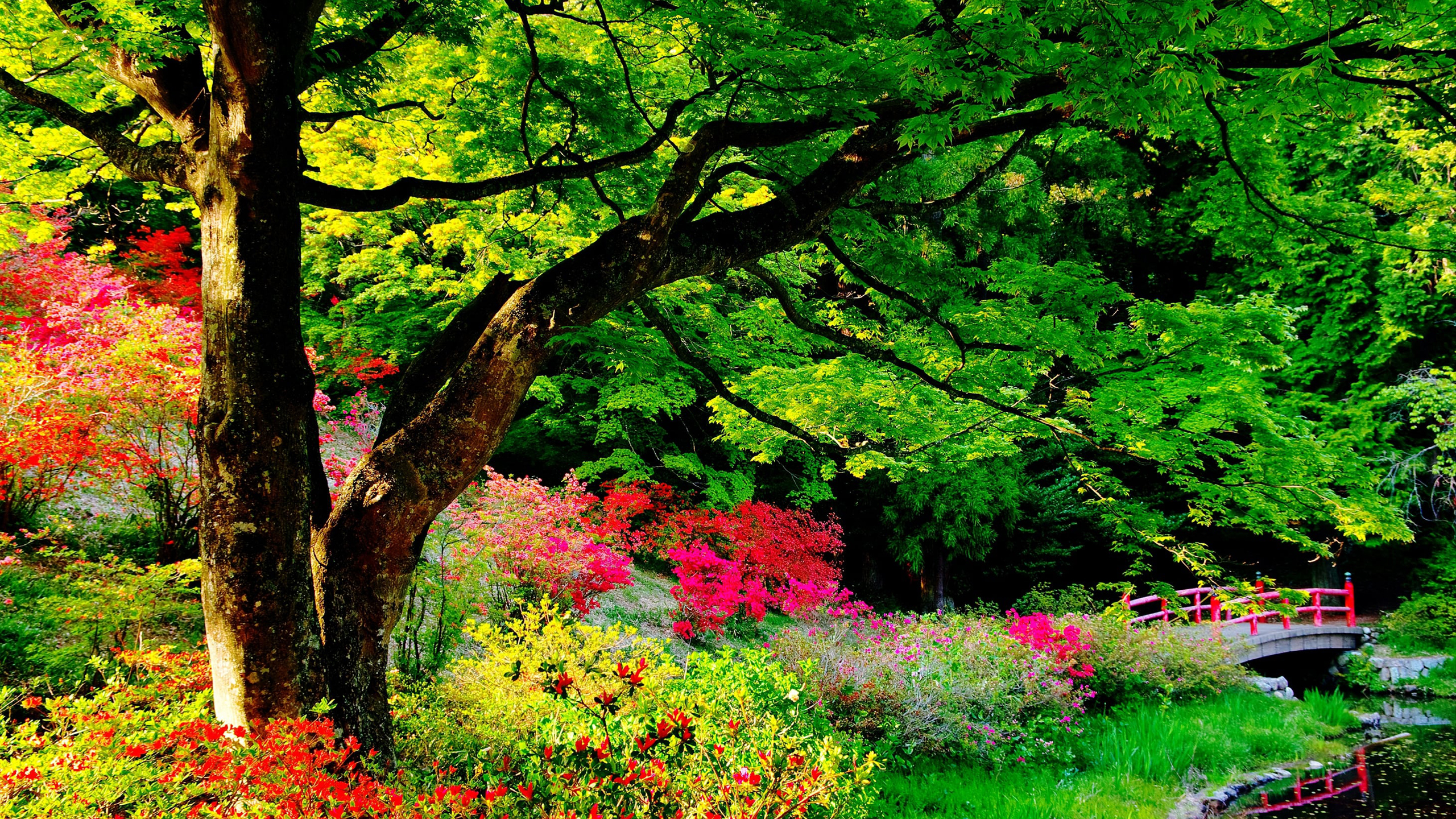 Colorful Flowers Beautiful Garden Green Trees Branches Bridge Plants Bushes HD Nature