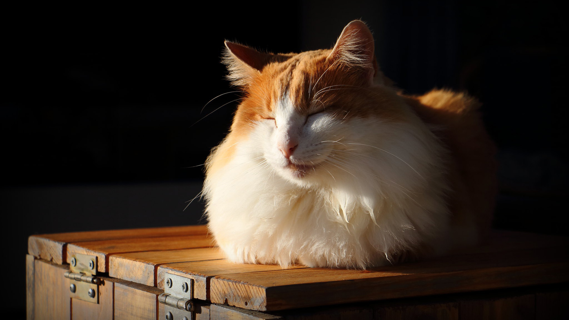 White Brown Sleepy Cat Is Sitting On Wooden Box HD Cat