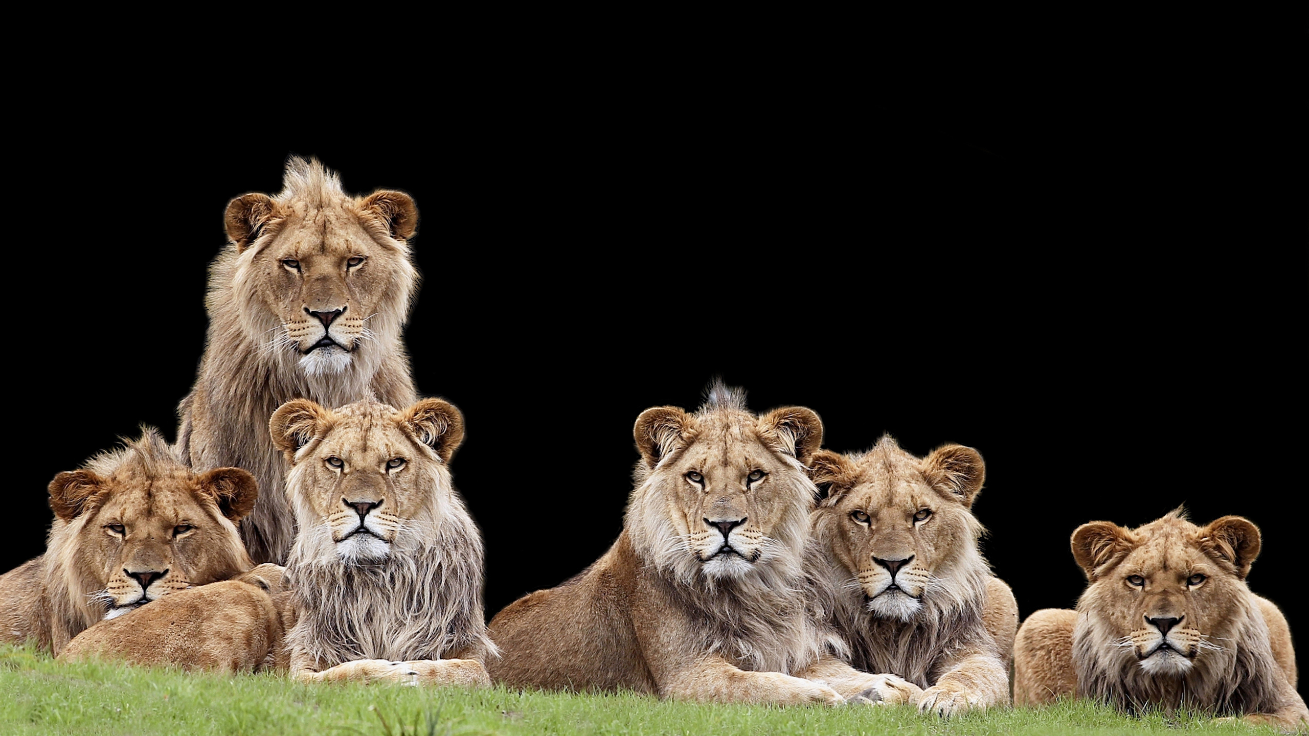Lions With Black Wallpaper HD Lion