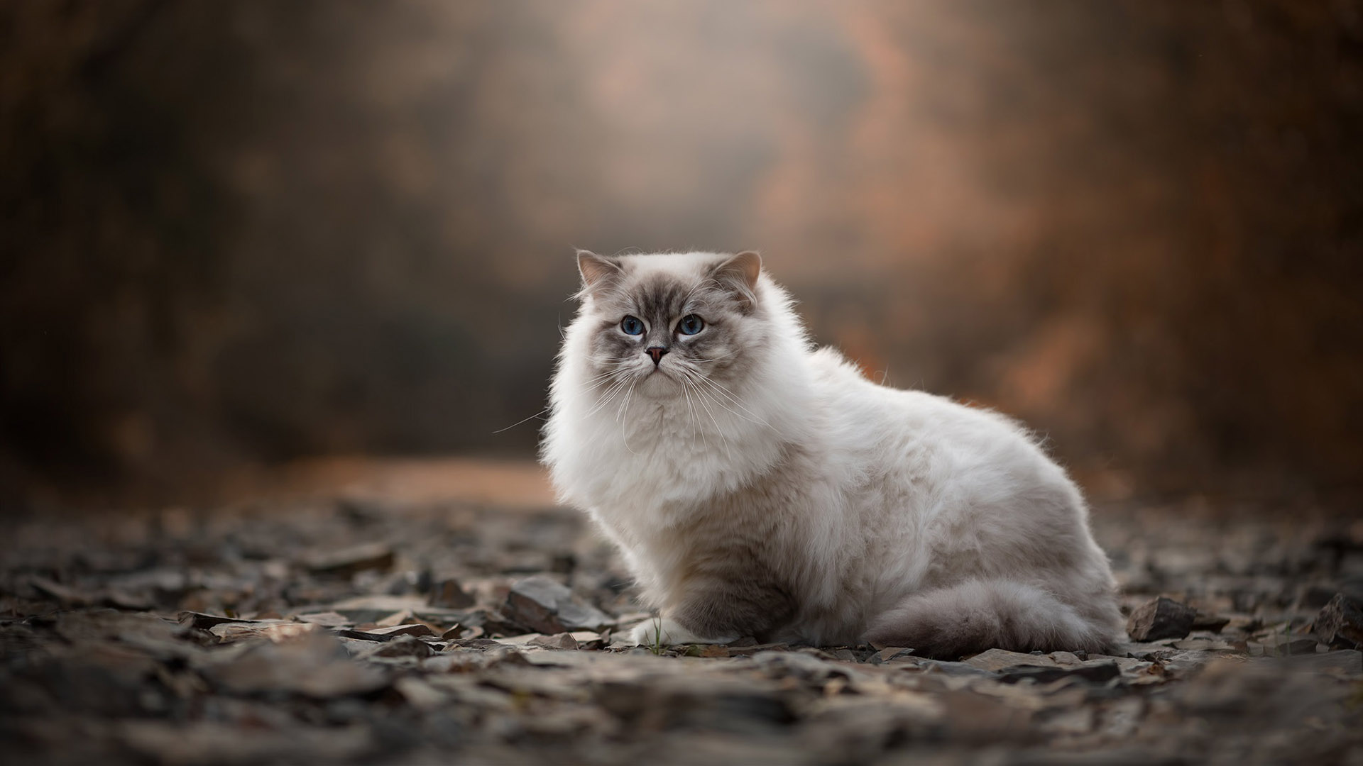 Light Blue Eyes Fur White Black Cat Is Sitting On Dry Leaves In Blur Wallpaper HD Cat