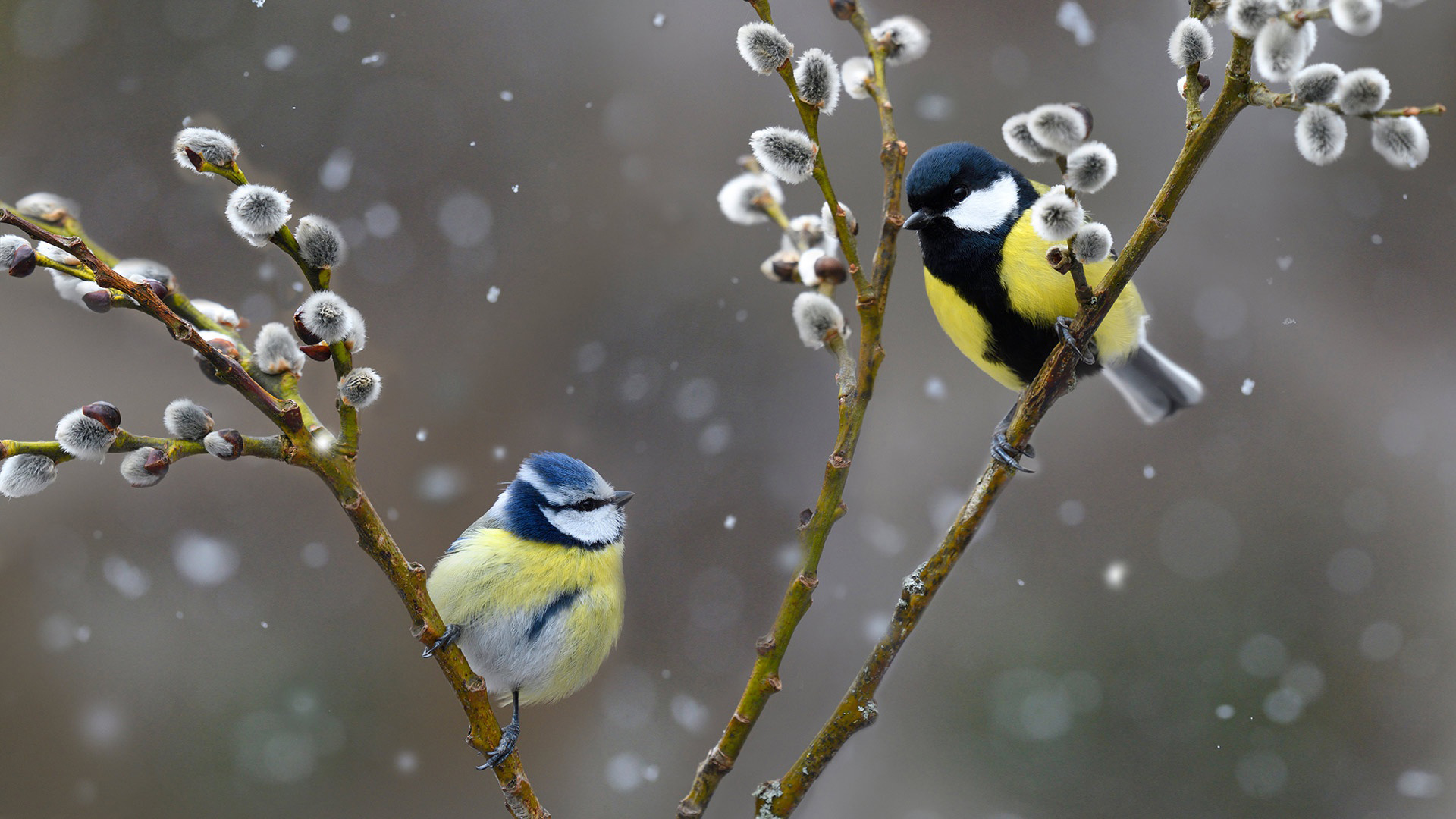 Yellow Blue White Titmouse Birds Are Standing On Tree Branches In Snowfall Wallpaper HD Birds