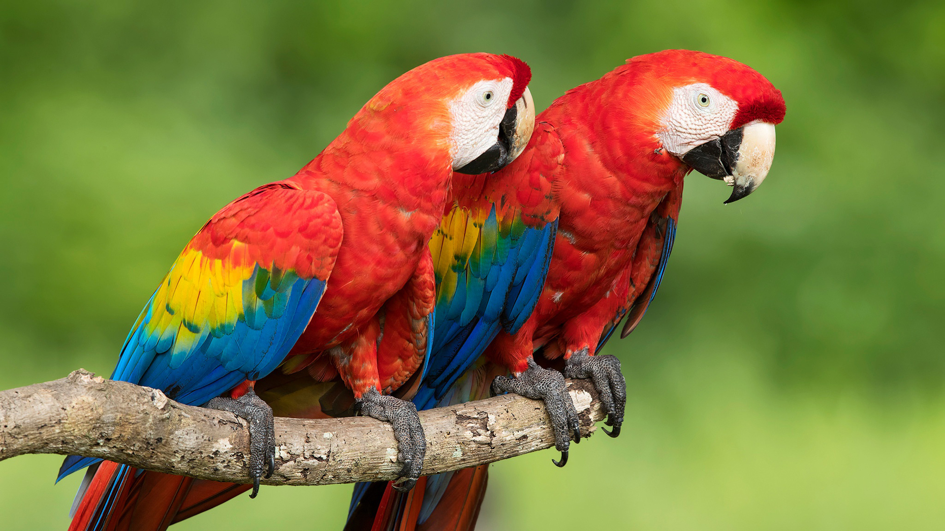 Two Red Blue Yellow Parrots Are Sitting On Tree Branch In Green Wallpaper HD Animals