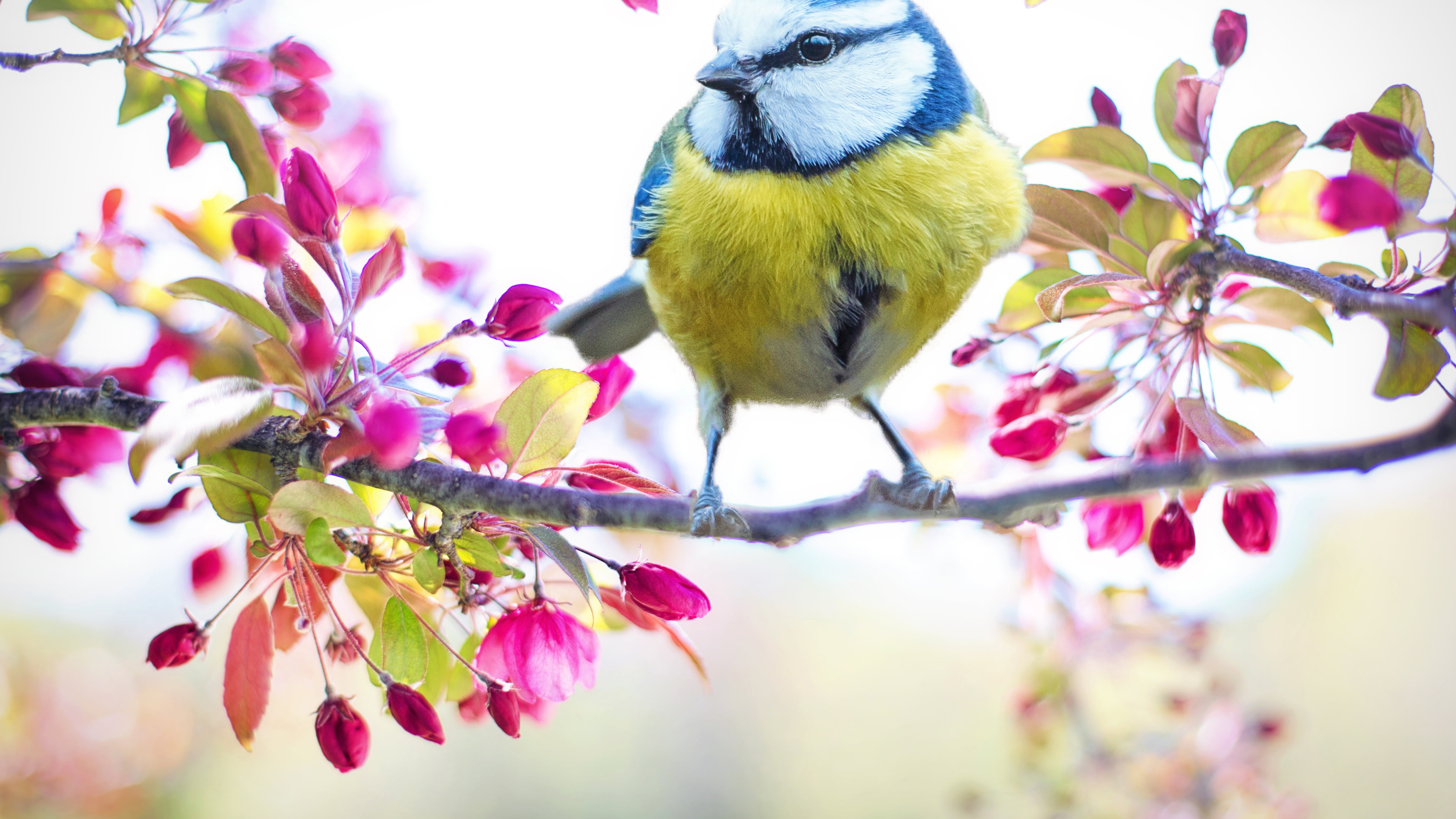 White Blue And Green Bird On Tree Branch With Blossom Flowers K HD Animals