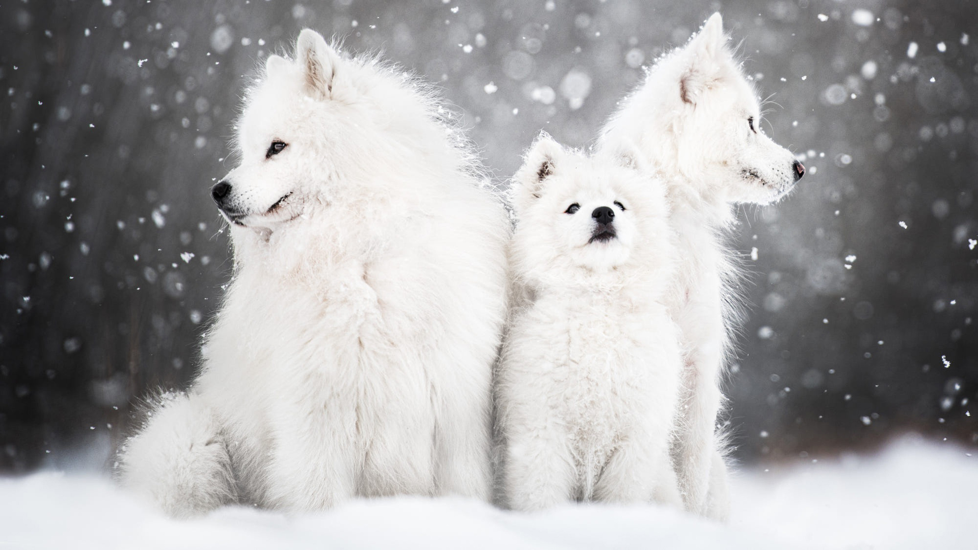 Three Samoyed Cub Dog Puppies Are Sitting On Snow In Snow Falling Wallpaper HD Dogs