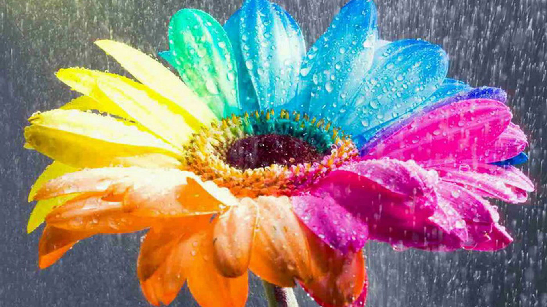 Colorful Sunflower During Raining HD