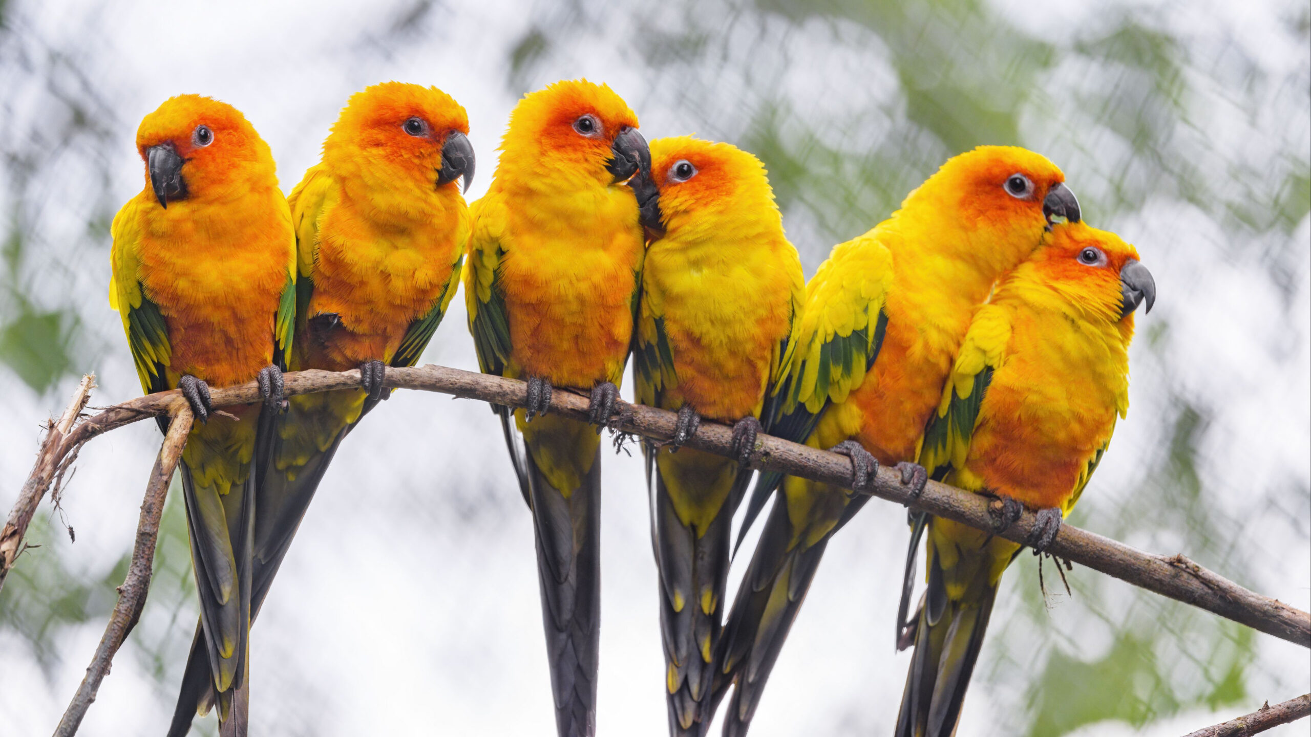 Yellow Green Parrots Birds On Tree Branch In White Green Blur Bokeh Wallpaper K HD Birds